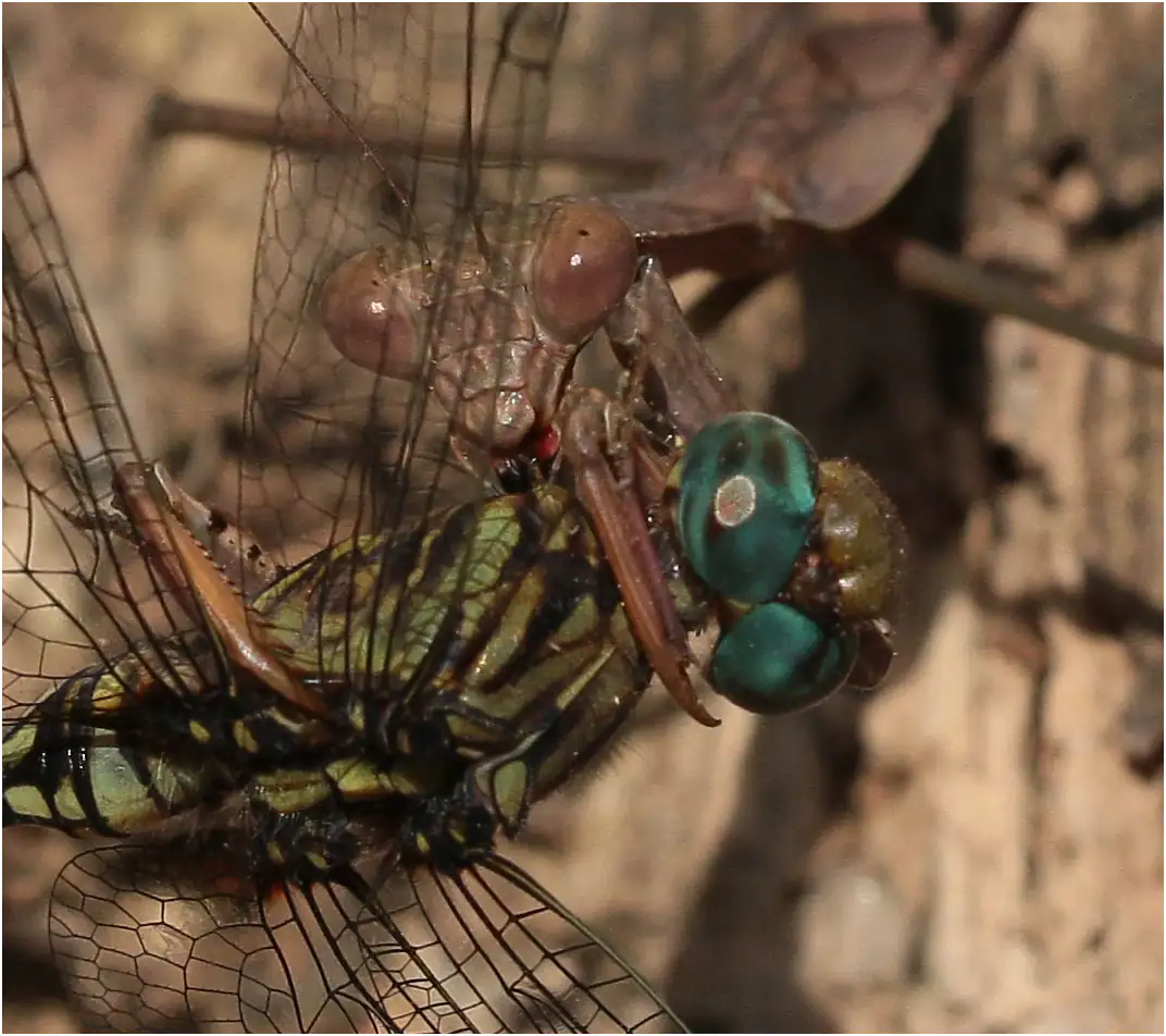 Orthetrum stemmale attaqué par une mante, Ghana, Bobiri Forest Reserve, 22/01/2026