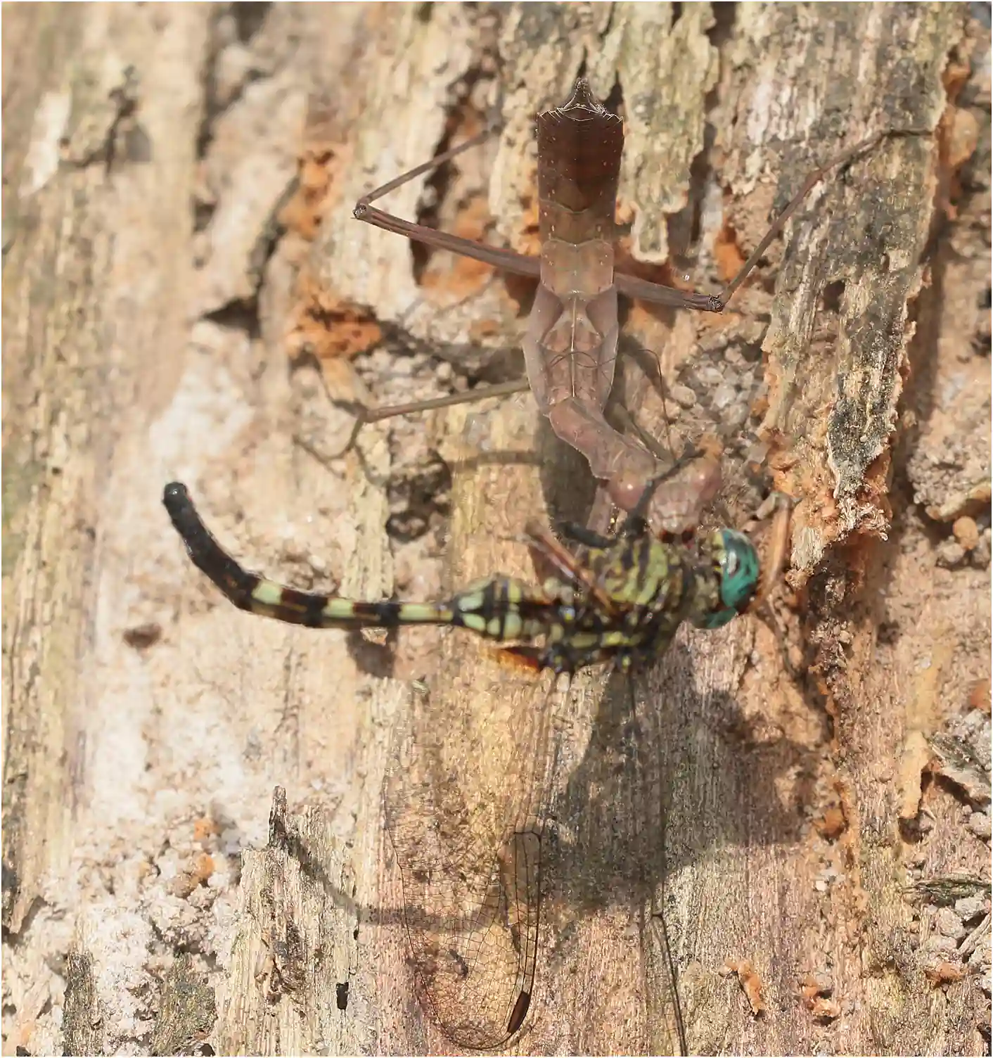 Orthetrum stemmale attaqué par une mante, Ghana, Bobiri Forest Reserve, 22/01/2026