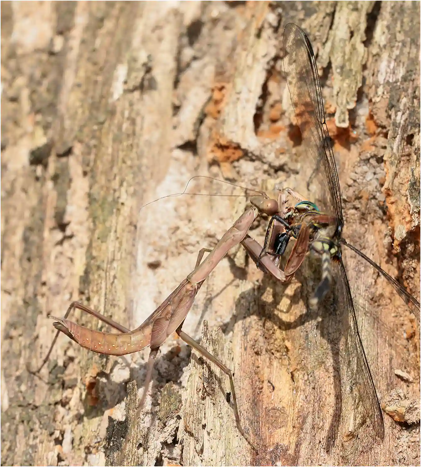 Orthetrum stemmale attaqué par une mante, Ghana, Bobiri Forest Reserve, 22/01/2026