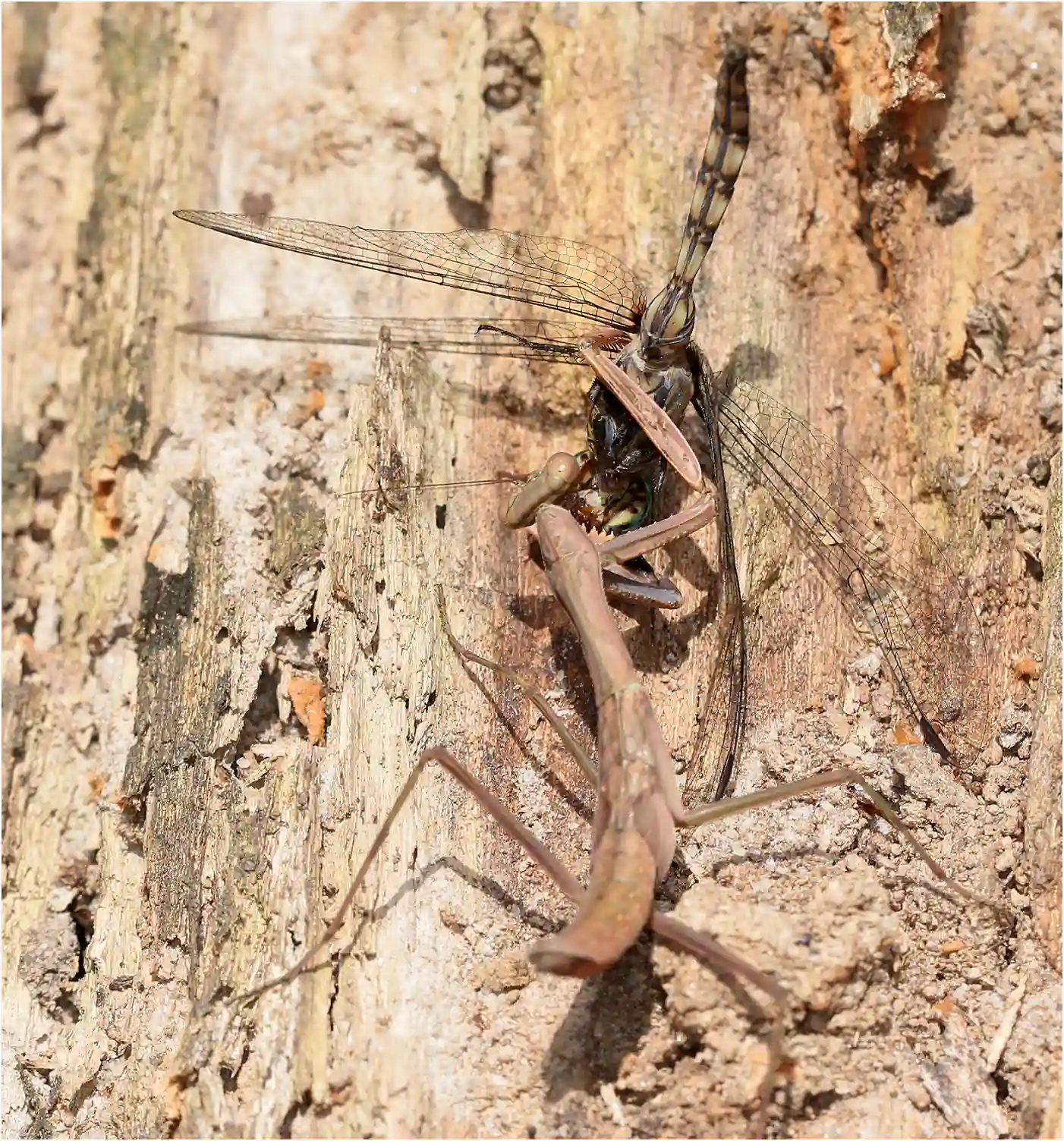 Bold Skimmer attaqué par une mante, Ghana, Bobiri Forest Reserve, 22/01/2026