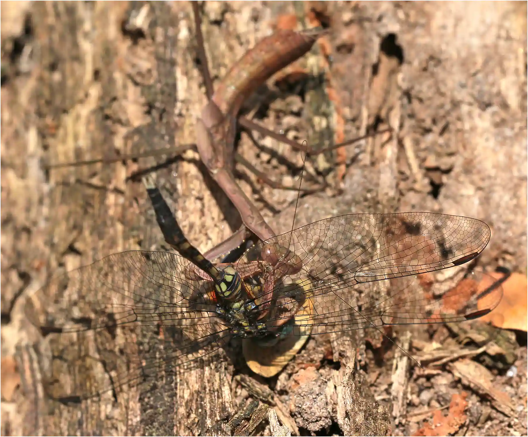Bold Skimmer attaqué par une mante, Ghana, Bobiri Forest Reserve, 22/01/2026