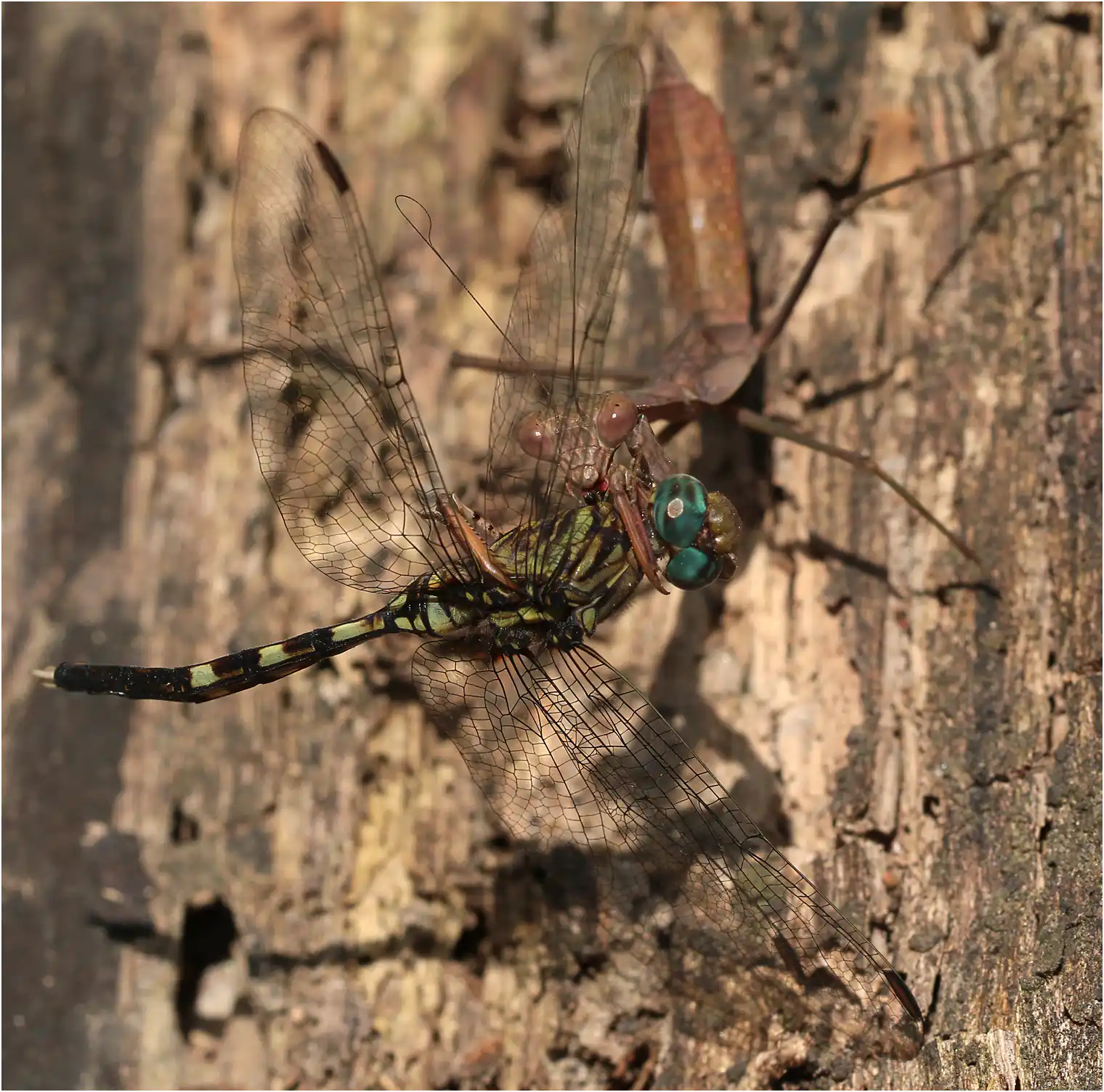 Orthetrum stemmale attaqué par une mante, Ghana, Bobiri Forest Reserve, 22/01/2026