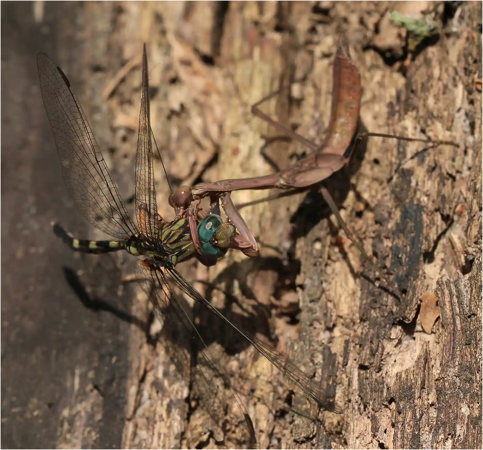 Orthetrum stemmale attaqué par une mante, Ghana, Bobiri Forest Reserve, 22/01/2026