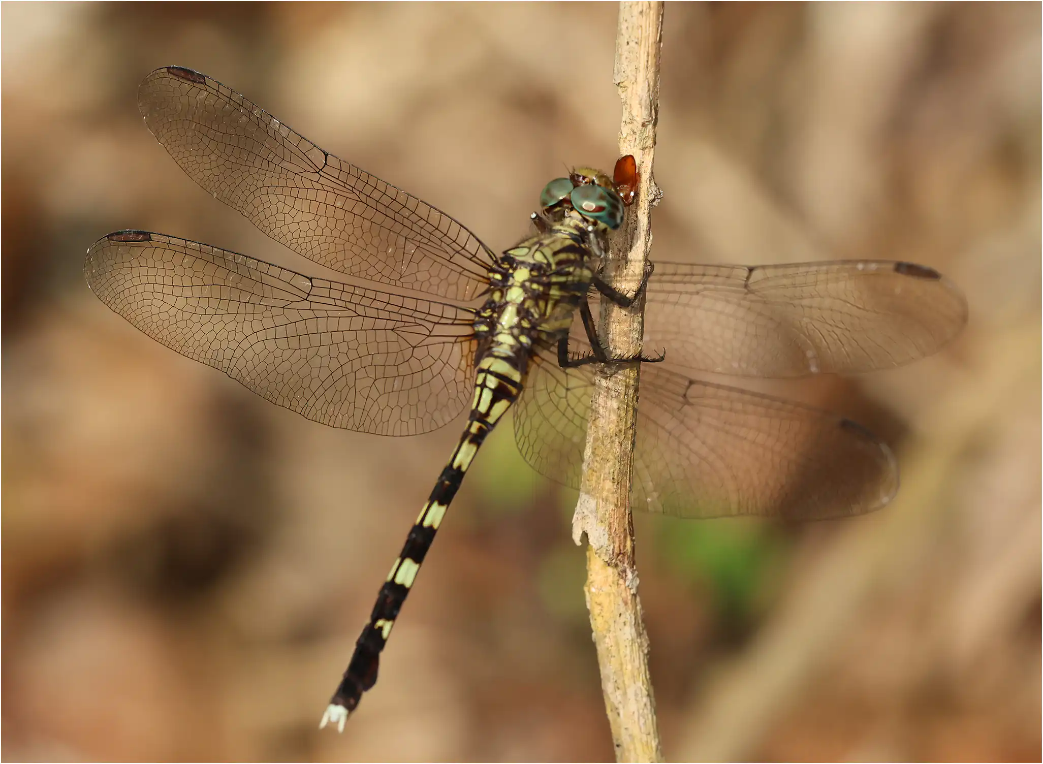 Orthetrum stemmale femelle, Ghana, Kakum N. P., 14/01/2026