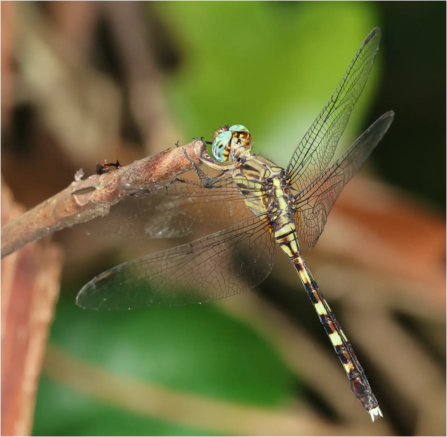 Orthetrum stemmale femelle, Ghana, Shelterbelt Forest Reserve, 21/01/2026
