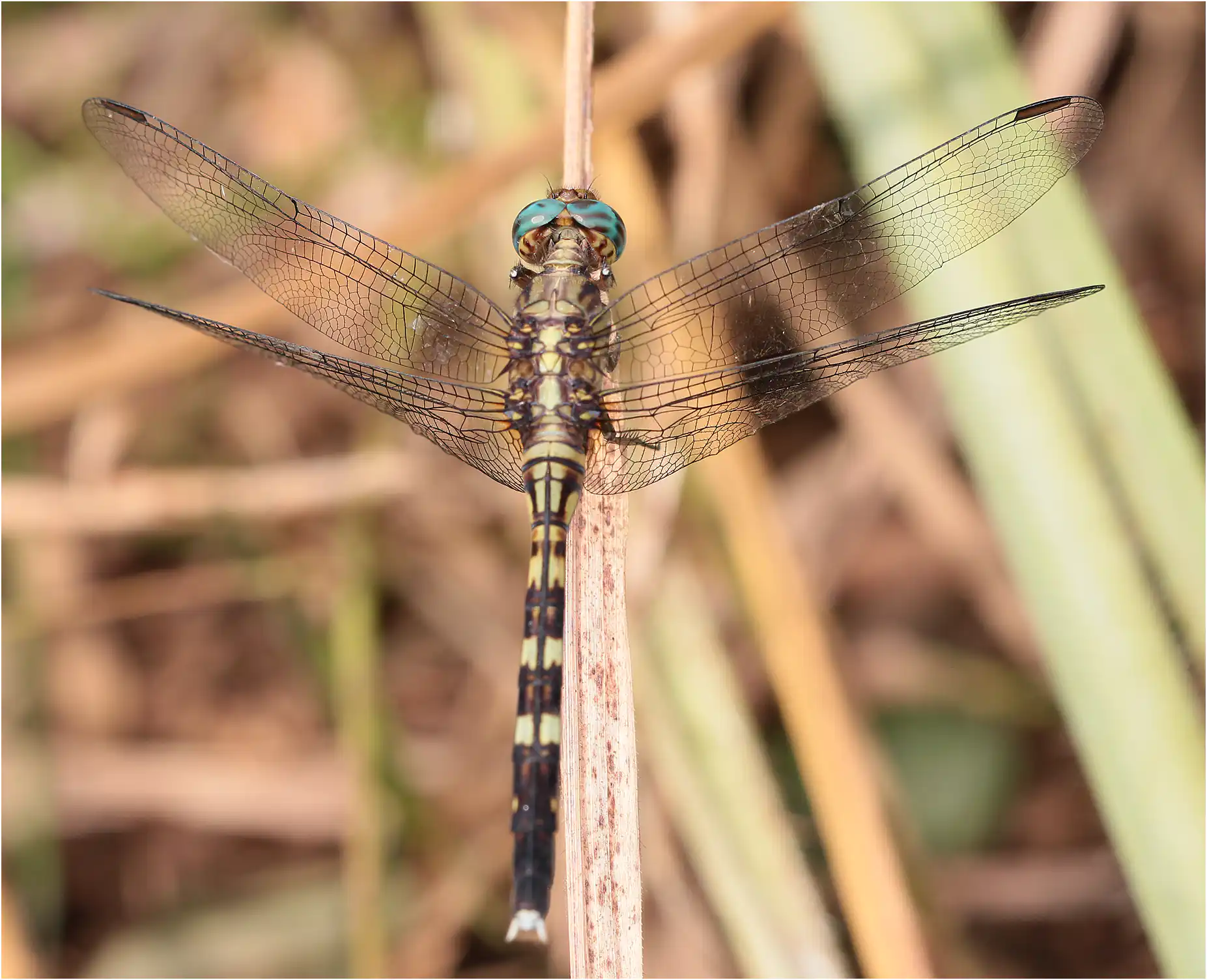 Bold Skimmer female, Ghana, Shelterbelt Forest Reserve, 21/01/2026