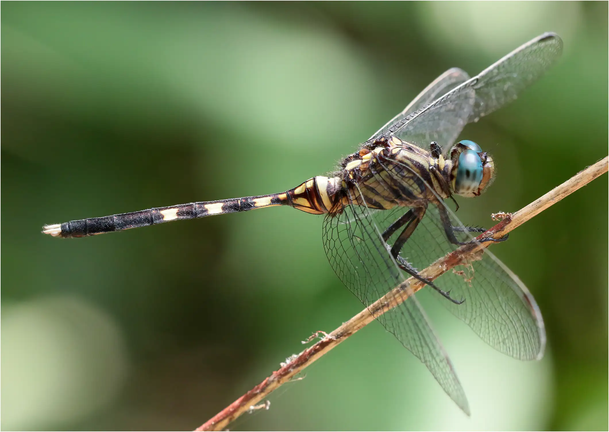 Orthetrum stemmale mâle, Ghana, Bobiri Forest Reserve, 22/01/2026