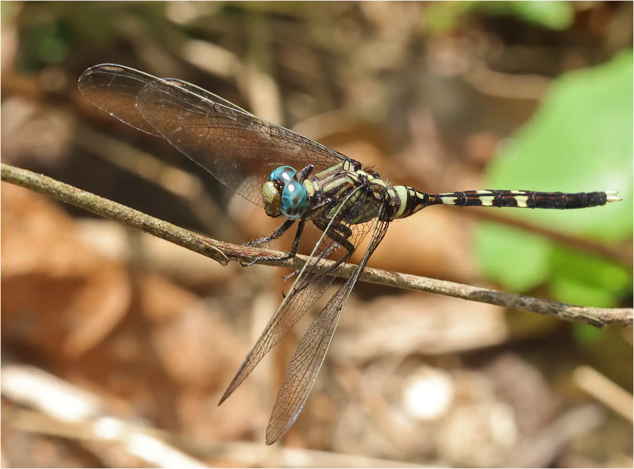 Orthetrum stemmale mâle, Ghana Kakum N. P., 13/01/2026