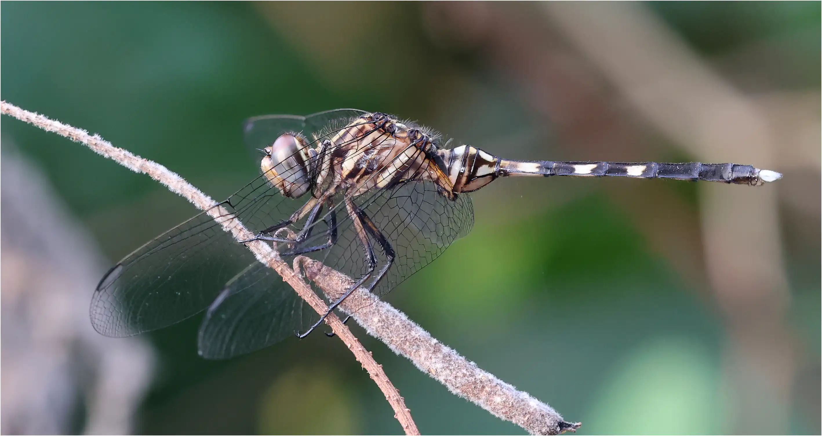 Orthetrum stemmale mâle immature, Ghana, Mankessim, 12/01/2026