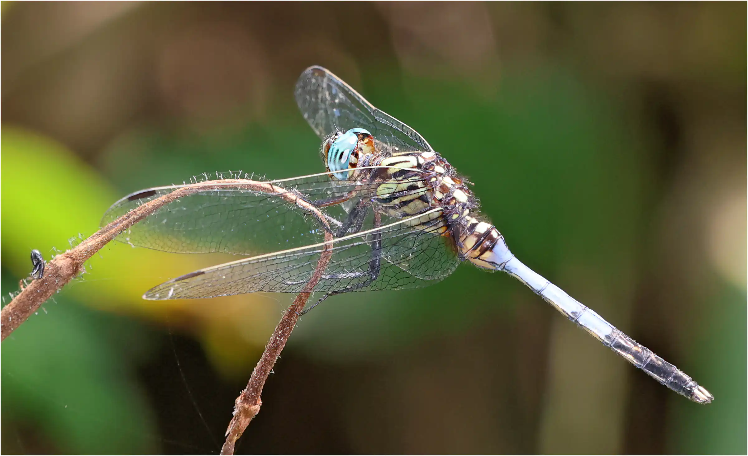 Orthetrum stemmale mâle, Ghana, Ankasa Forest Reserve, 16/01/2026
