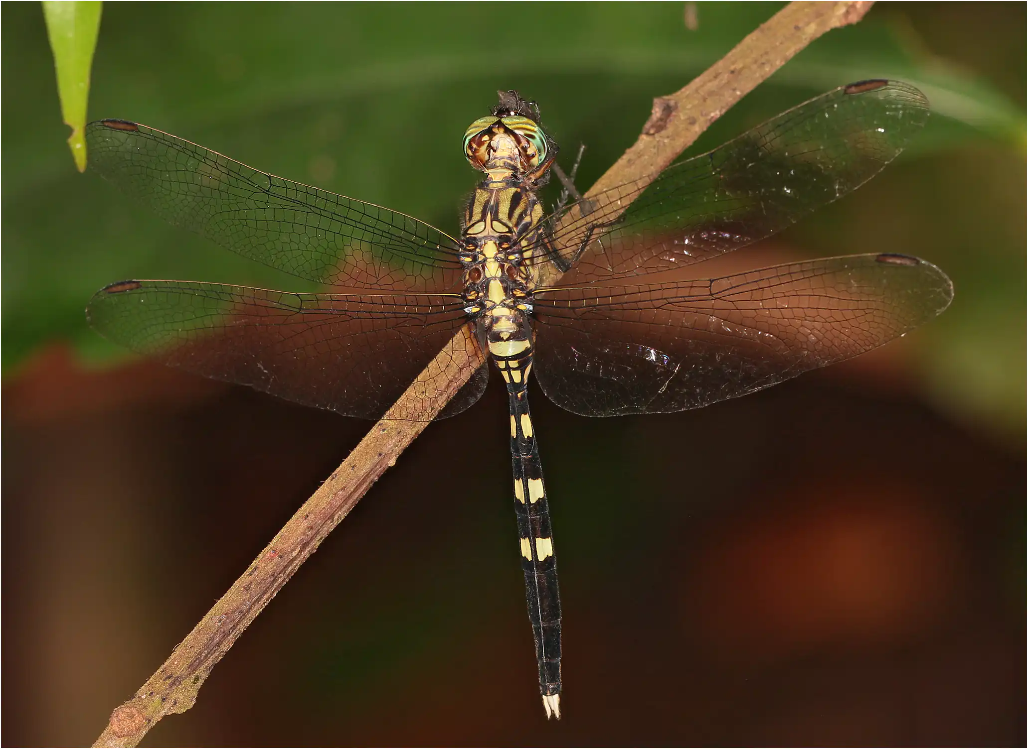Bold Skimmer male, Ghana, Ankasa Forest Reserve, 18/01/2026