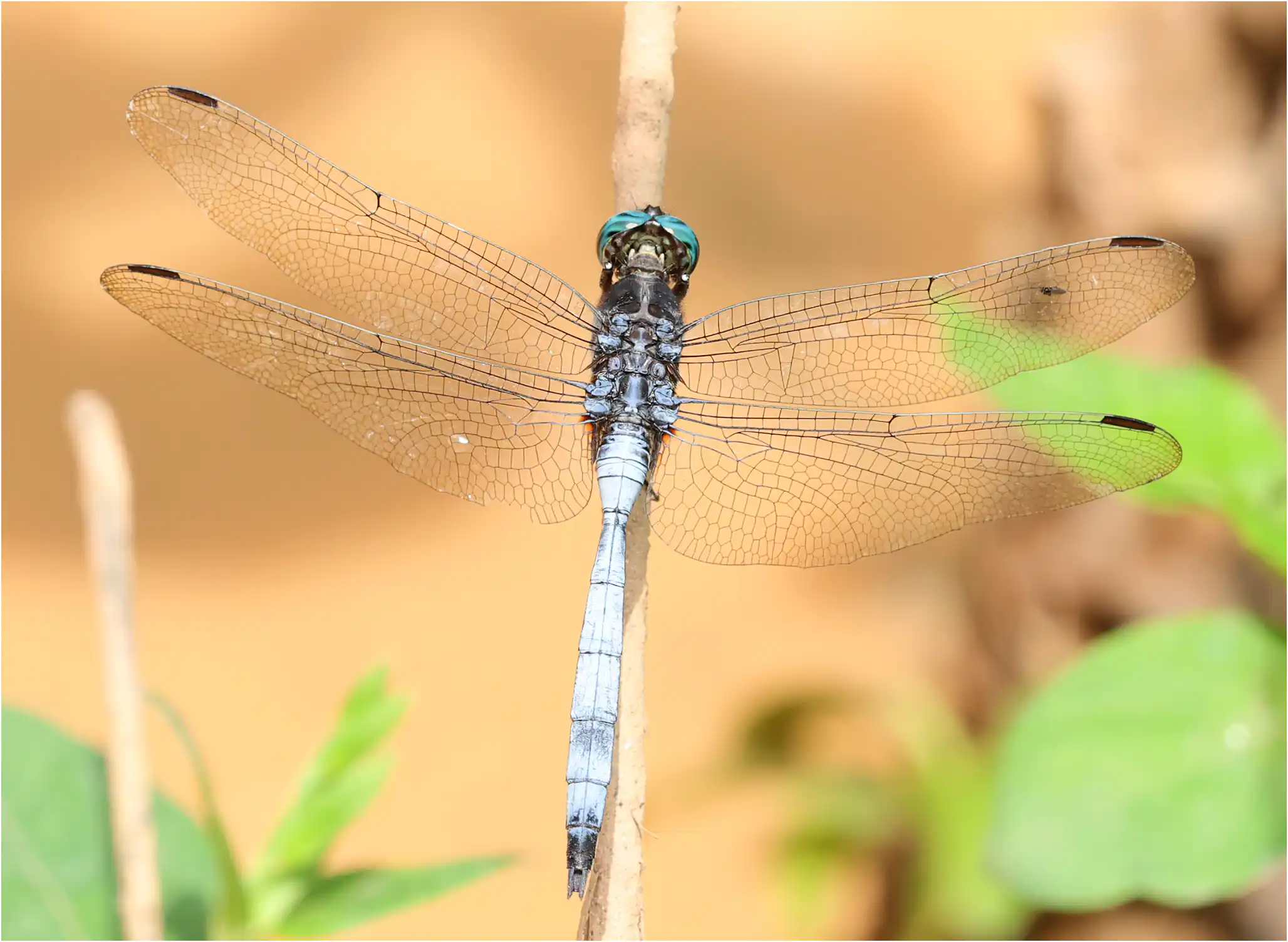 Orthetrum stemmale mâle mature, Ghana, Ankasa Forest Reserve, 16/01/2026