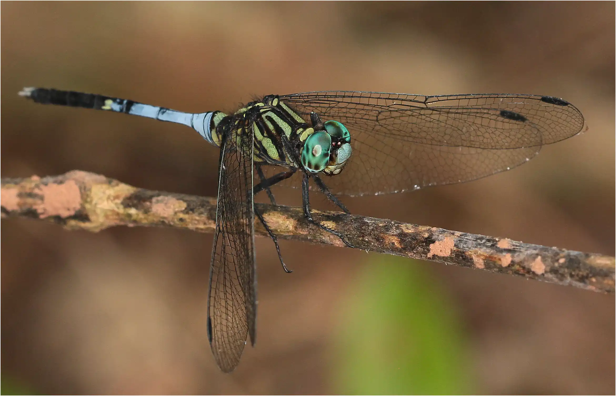 Orthetrum stemmale mâle en maturation, Ghana, Shelterbelt Forest Reserve, 21/01/2026
