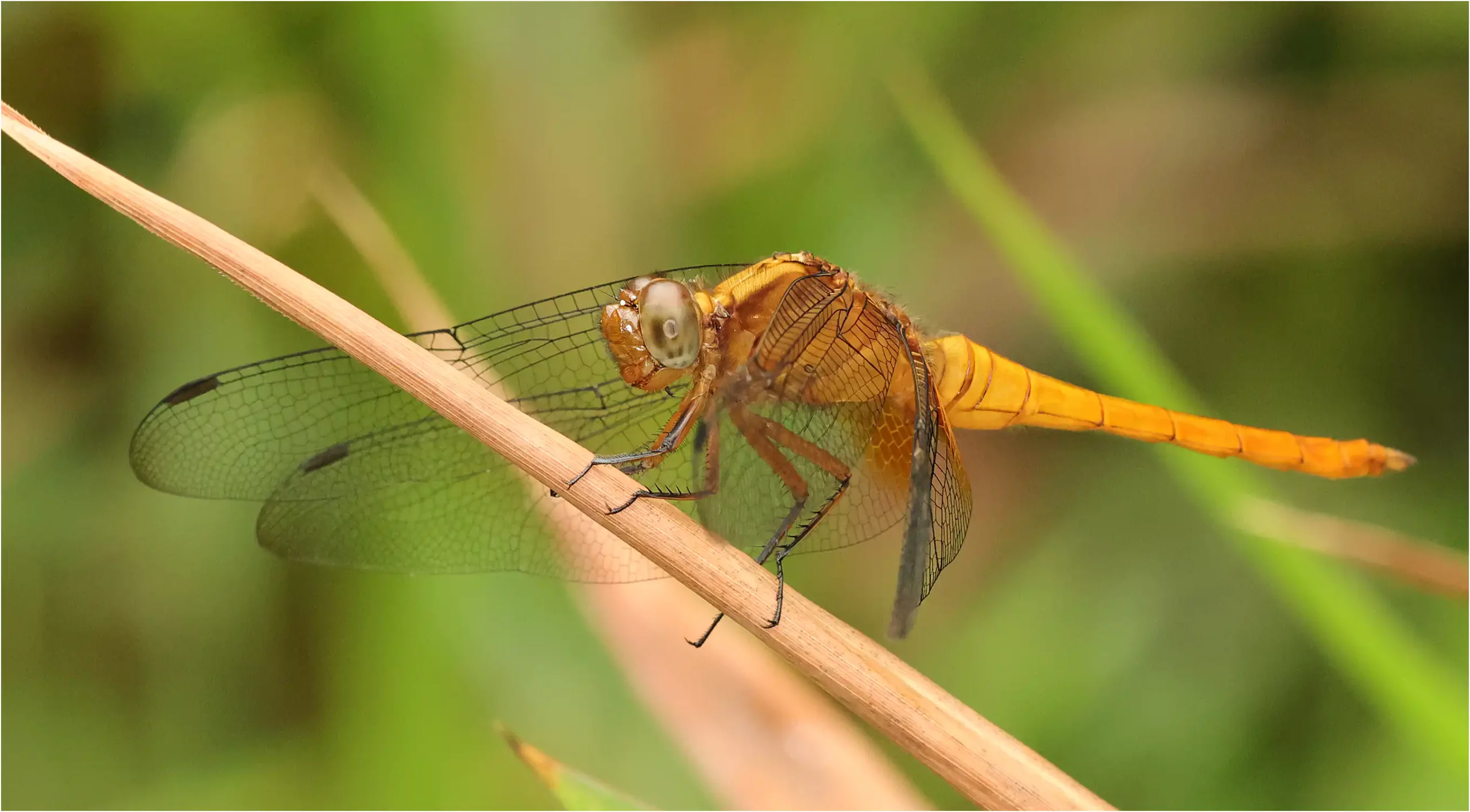 Orthetrum testaceum mâle immature, Sarawak, Sri Maha Mariamman Temple Matang, 20/03/2025
