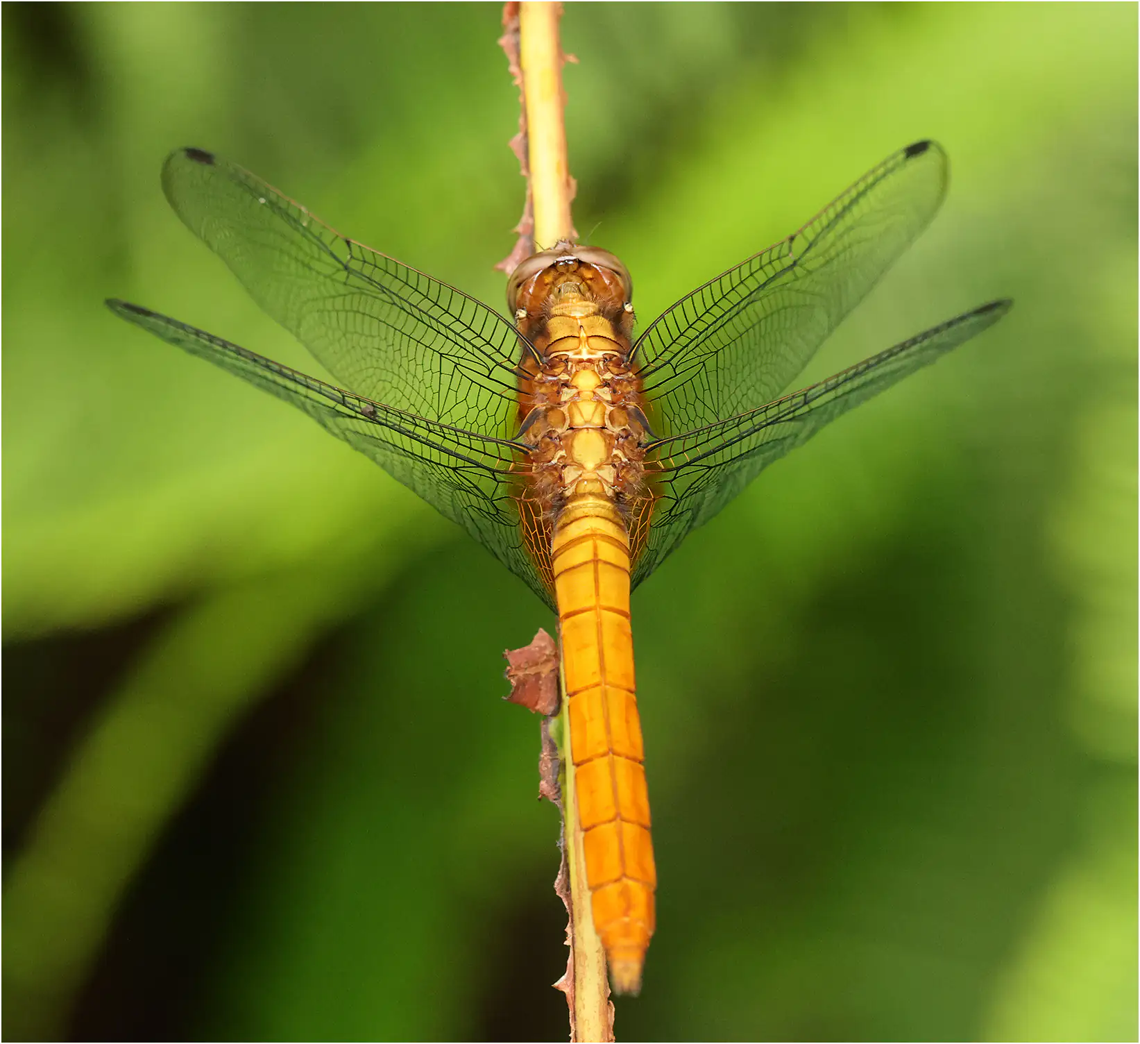 Orthetrum testaceum mâle immature, Sarawak, Sri Maha Mariamman Temple Matang, 20/03/2025