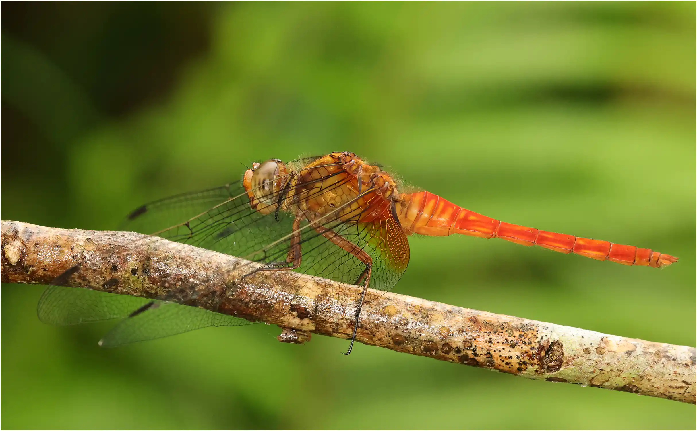Orthetrum testaceum mâle en maturation, Sarawak, Mount Matang, 23/03/2025