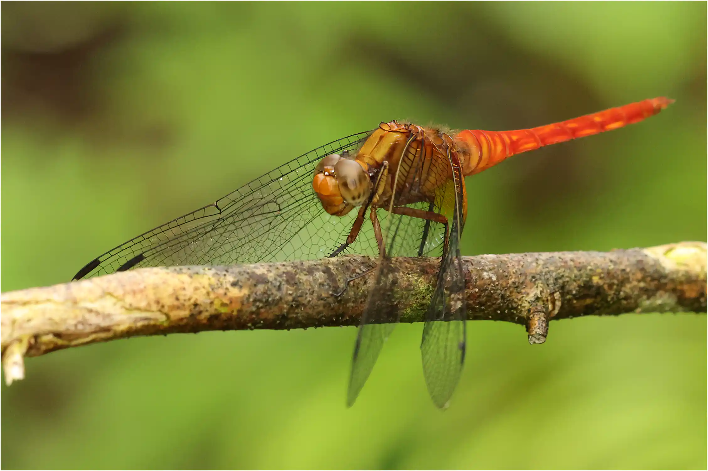 Rufous-backed Skimmer maturing male, Sarawak, Mount Matang, 03/23/2025