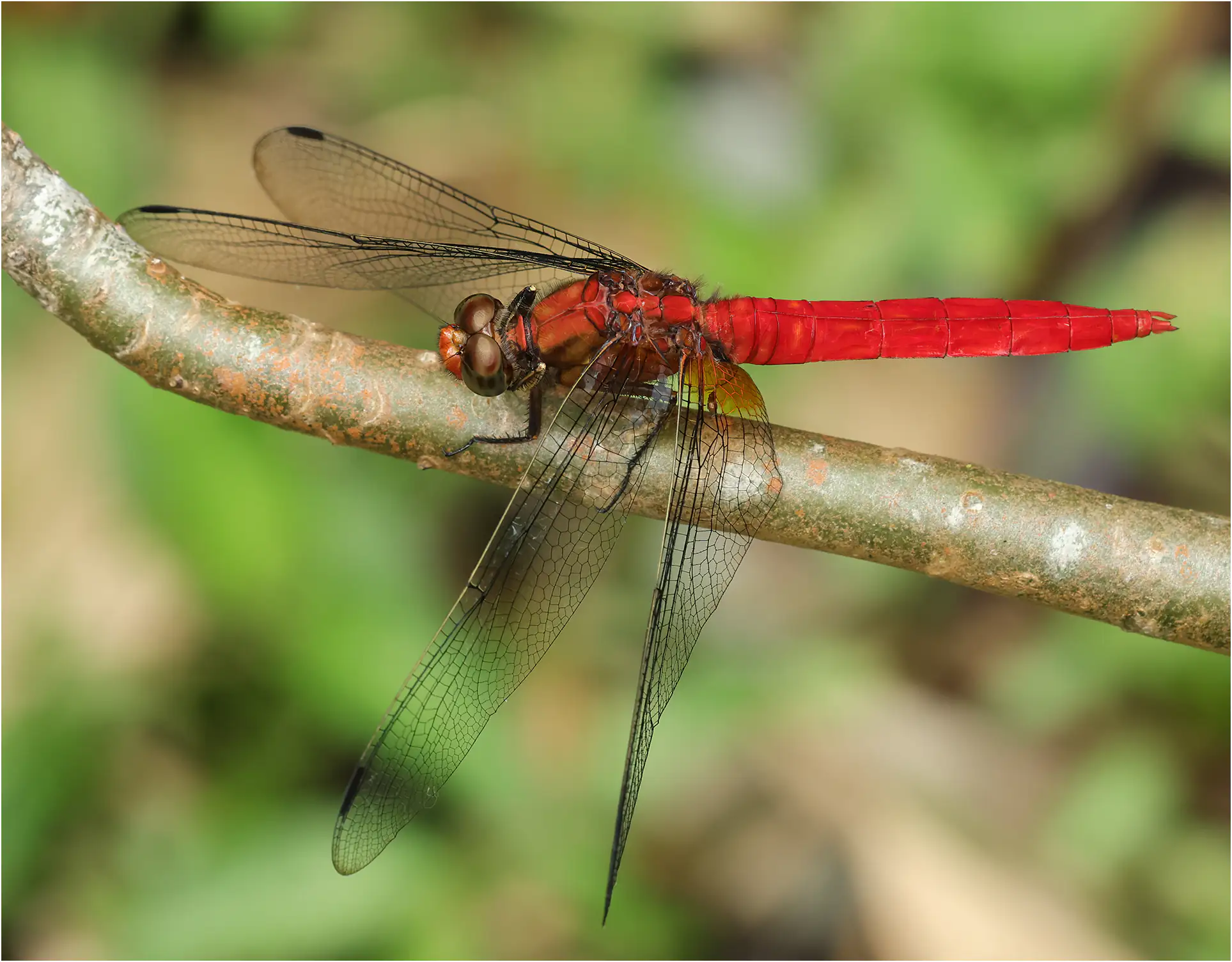 Orthetrum testaceum mâle, Sarawak, Rivière Timuoh, Annah Rais Hot Spring, 24/03/2025