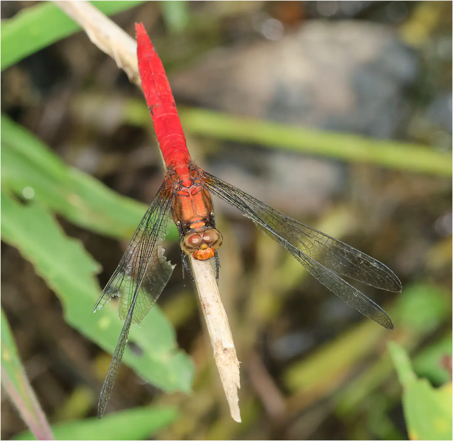 Orthetrum testaceum mâle, Sarawak, Bung Ngiraja, 26/03/2025