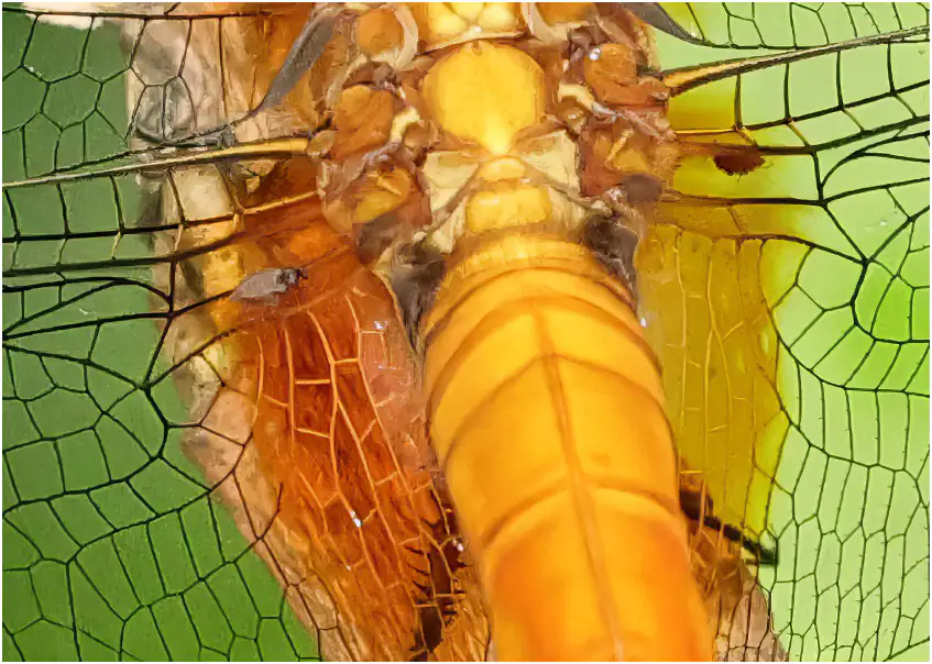 Scarlet skimmer maturing parasited male, Sarawak, Mount Matang, 03/23/2025