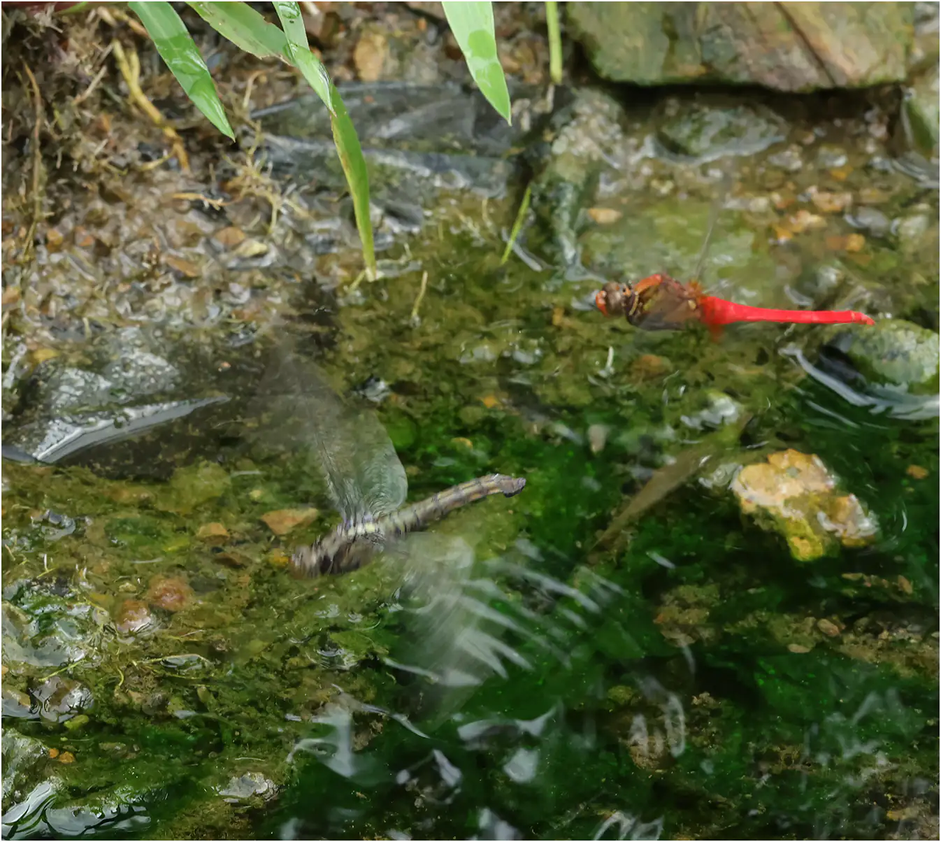 Orthetrum testaceum en ponte, Sarawak, Bung Ngiraja, 26/03/2025