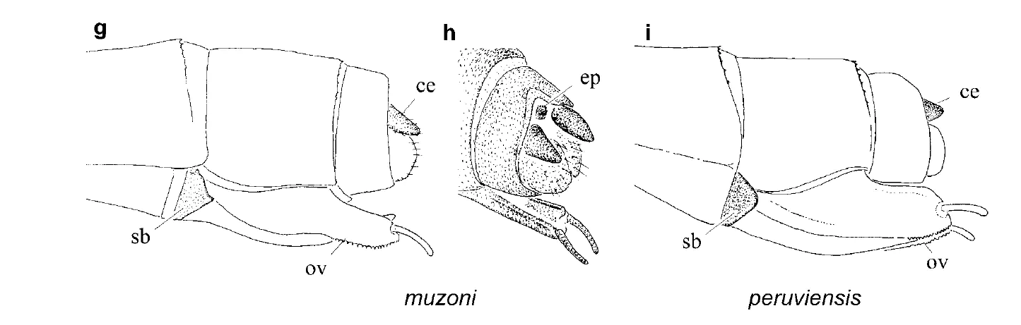 Ovipositeur D. muzoni vs peruviensis, von Ellenrieder & Garrison (1)