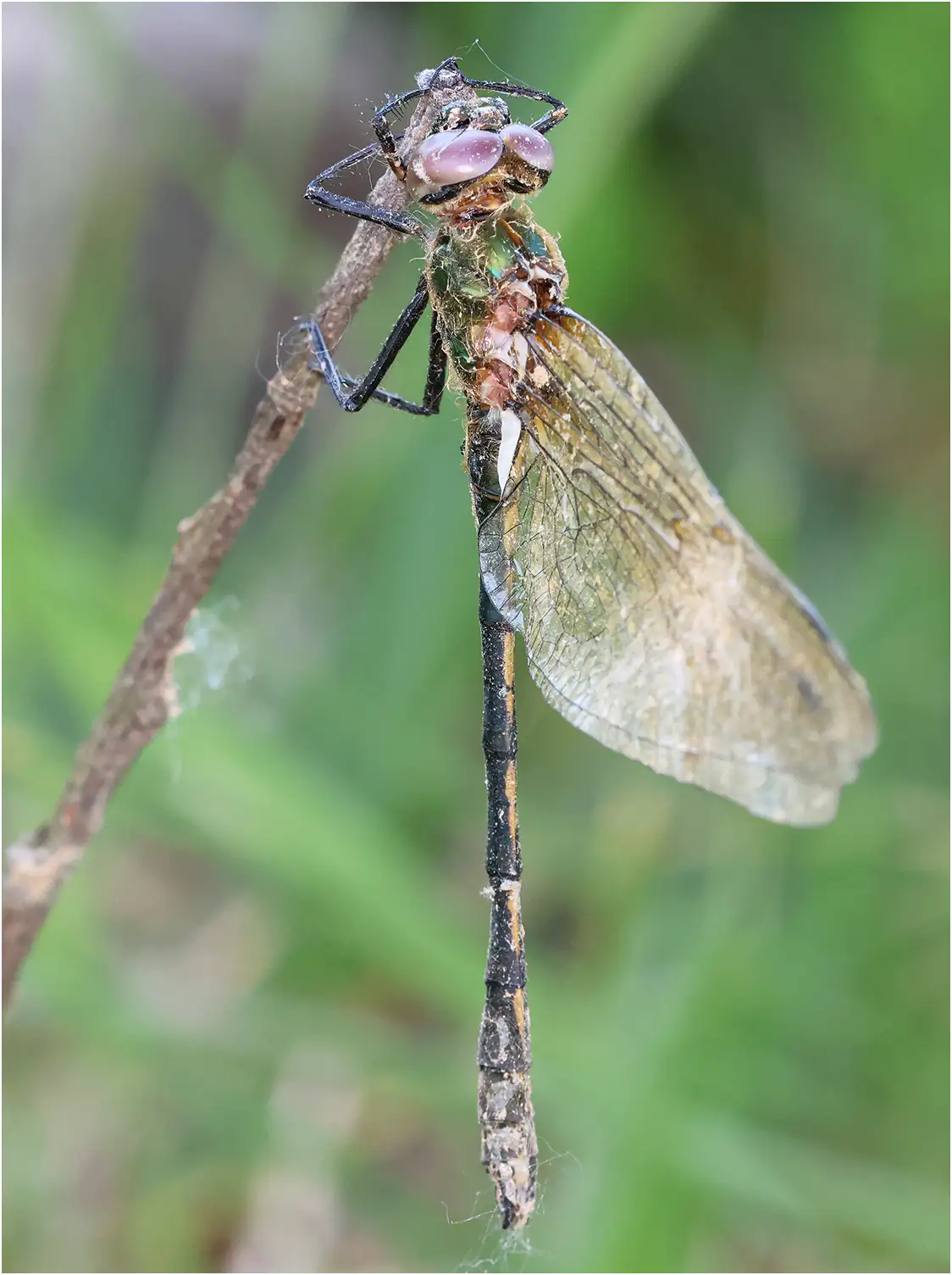 Oxygastra curtisii mâle émergent, Vère-Grésigné (F-81), 23/05/2026