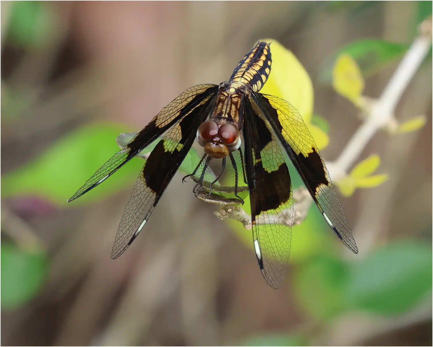 Palpopleura lucia femelle, Ghana, Kakum N. P., 13/01/2026