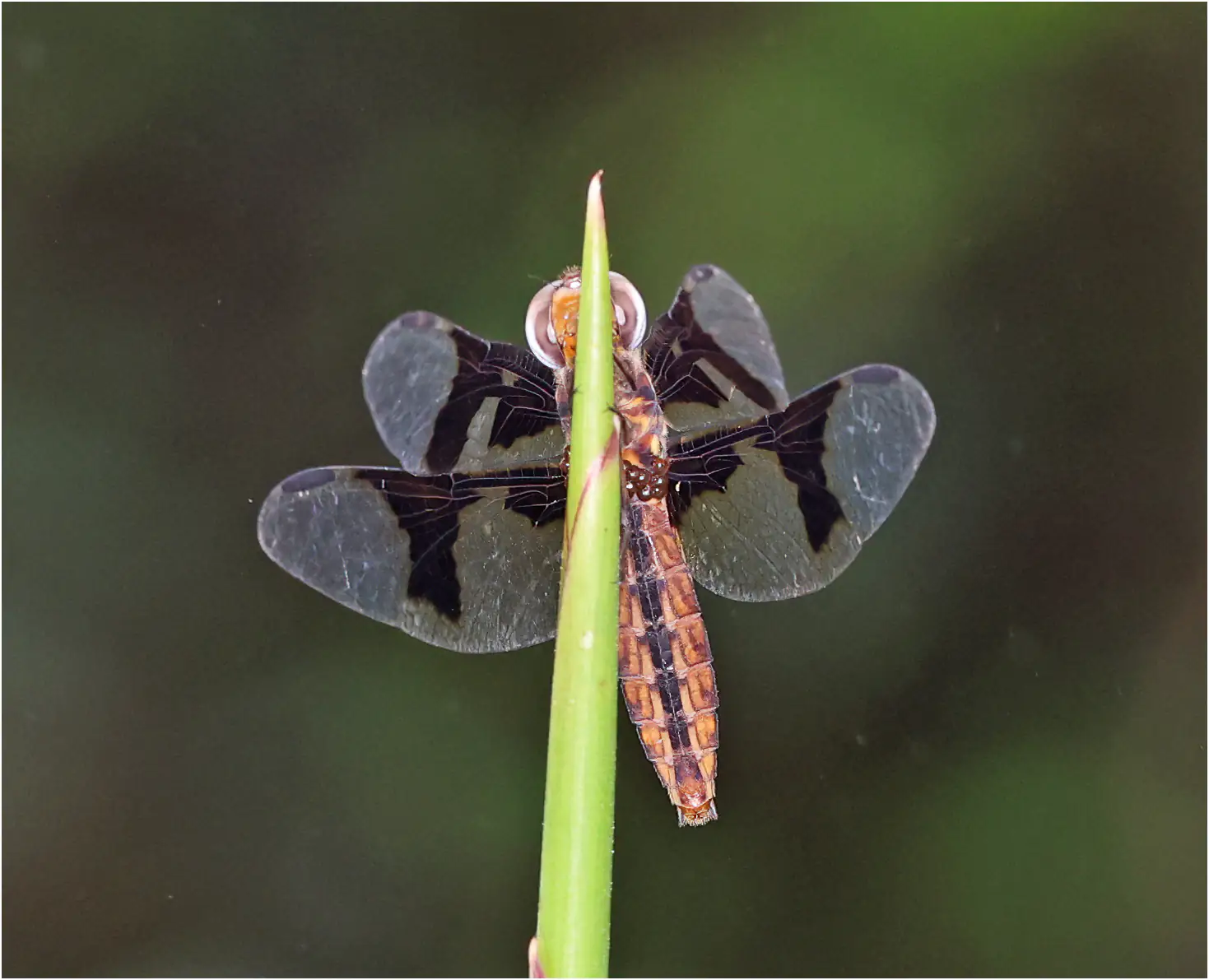 Lucia Widow female, Ghana, Kakum N. P., 13/01/2026