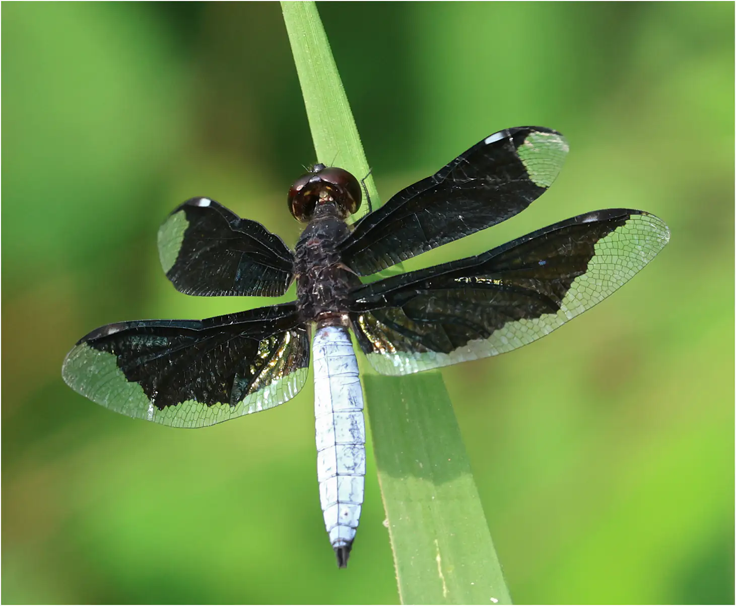 Palpopleura lucia mâle, Mankessim, Ghana, 12/01/2026