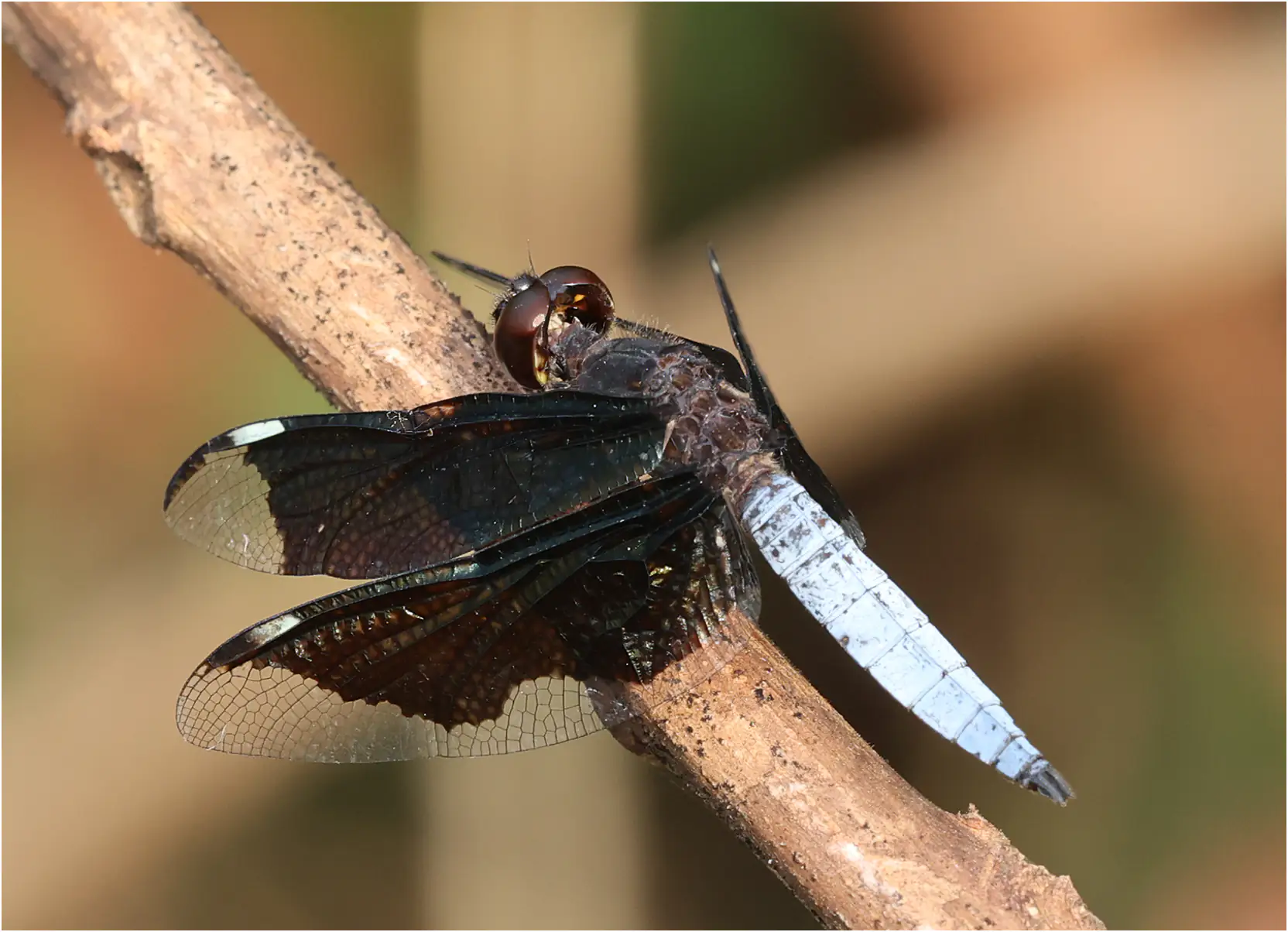 Palpopleura lucia mâle, Mankessim, Ghana, 12/01/2026
