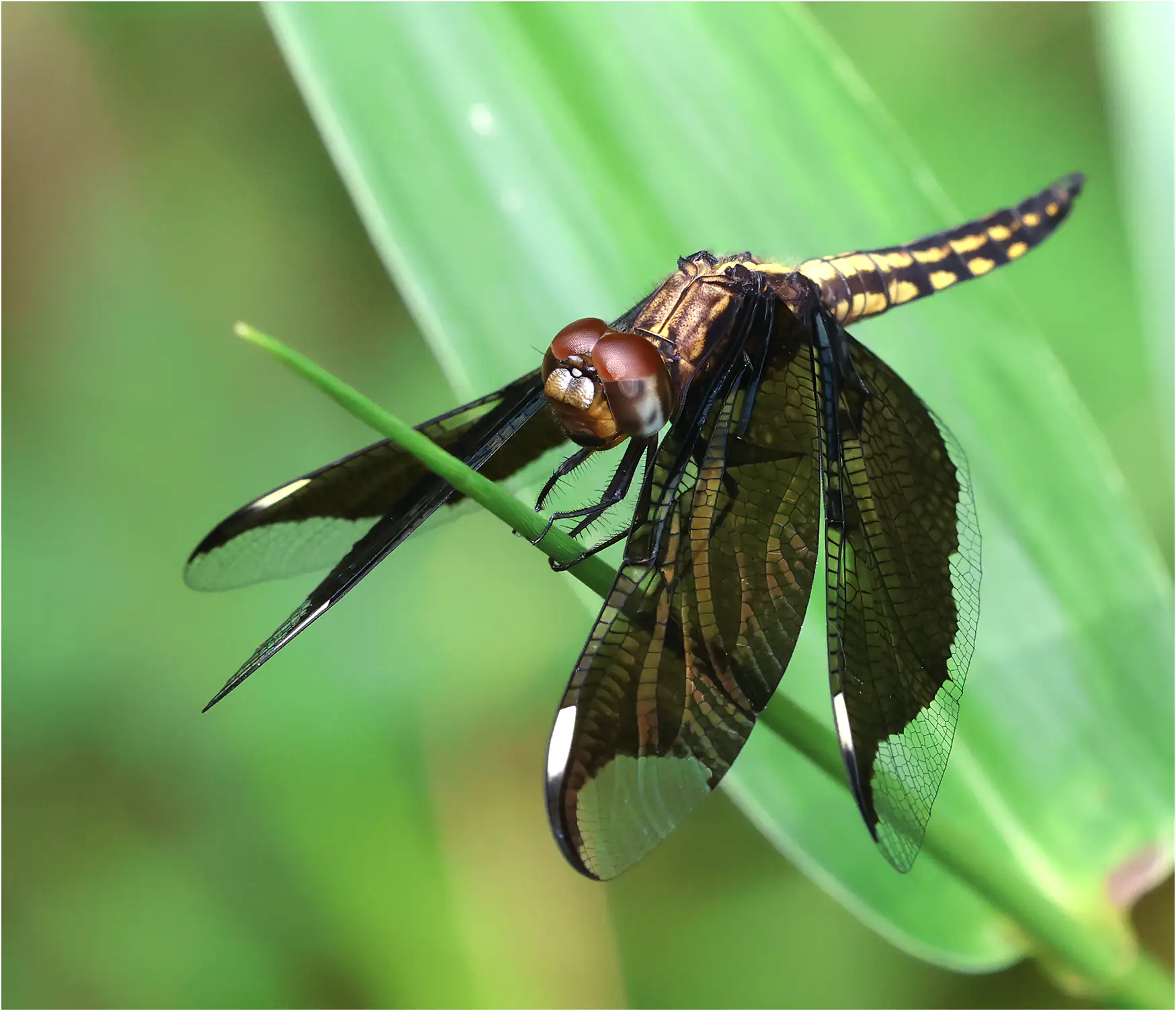 Palpopleura lucia mâle immature, Ghana, Kakum N. P., 14/01/2026
