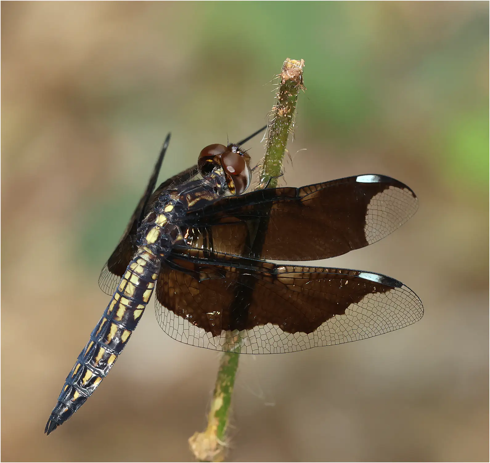 Lucia Widow immature male, Ghana, Kakum N. P., 14/01/2026