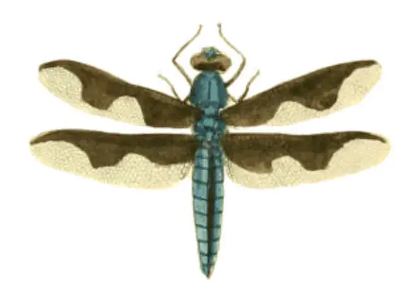 Palpopleura portia , Drury in Westwood (1837)