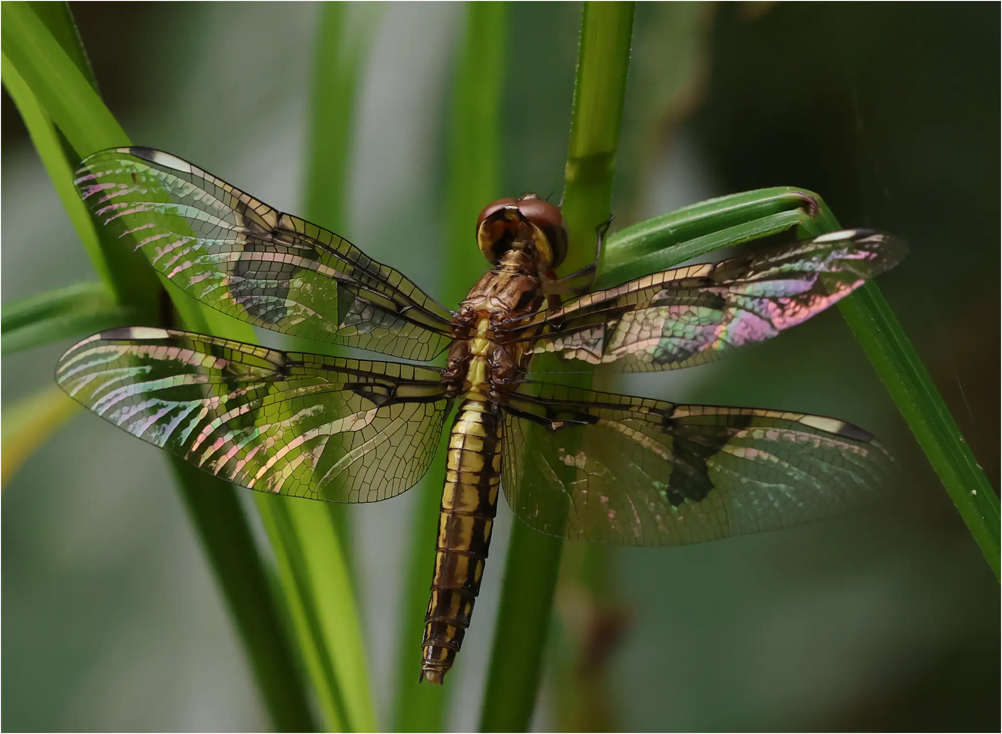 Palpopleura portia femelle immature, Ghana, Kakum N. P., 14/01/2026
