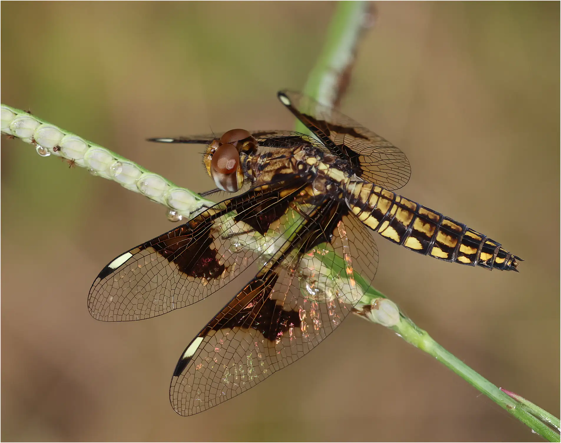 Palpopleura portia femelle immature, Ghana, Kakum N. P., 14/01/2026