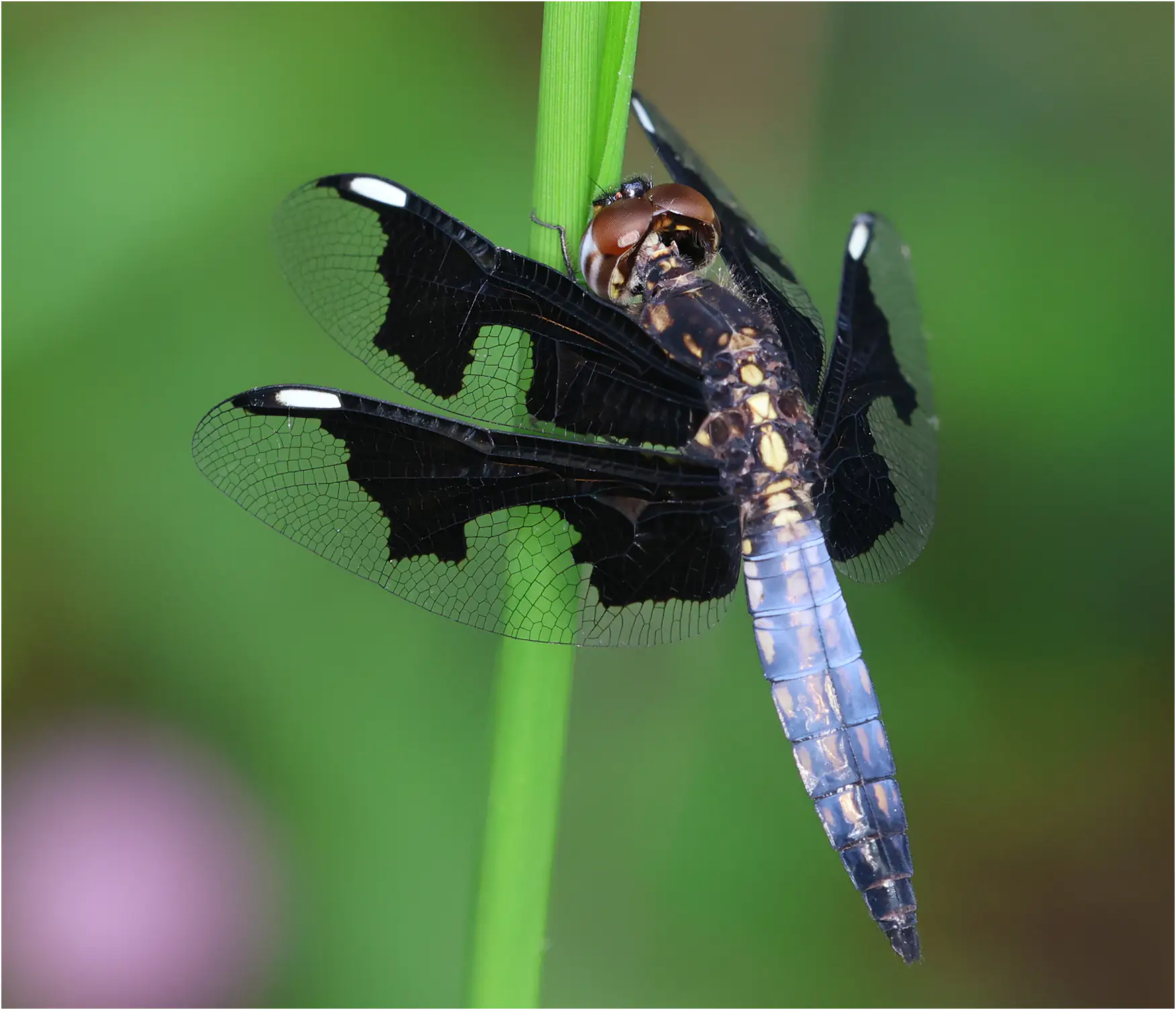 Palpopleura portia mâle, Ghana, Kakum N. P., 14/01/2026