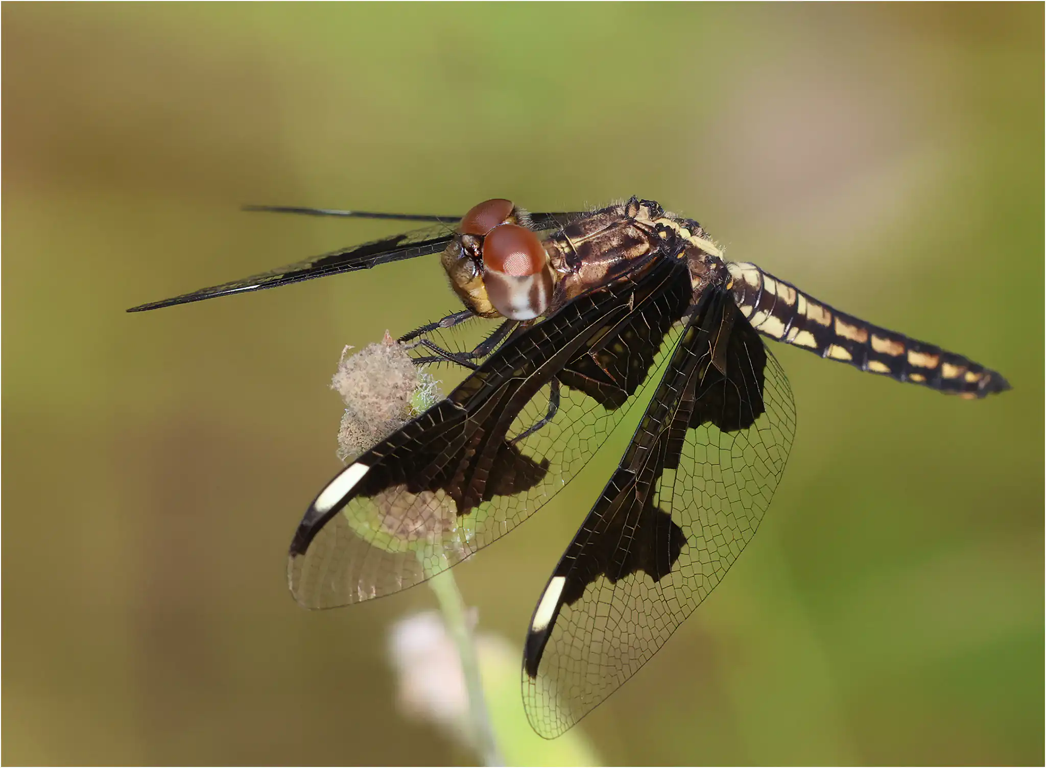 Portia Widow immature male, Ghana, Kakum N. P., 14/01/2026