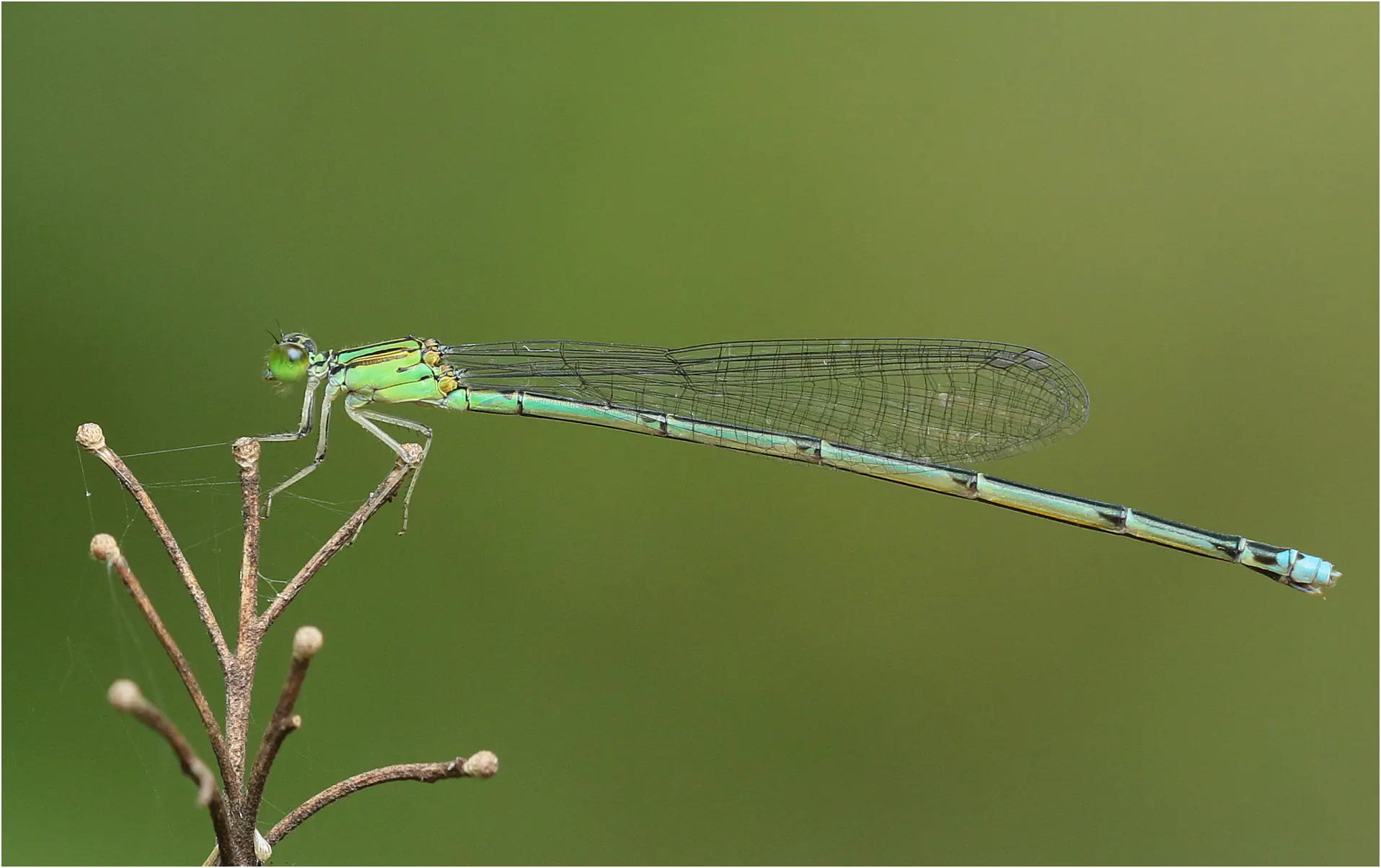 Paracercion ambiguum femelle, Vietnam, Huu Lien, 3 juin 2018