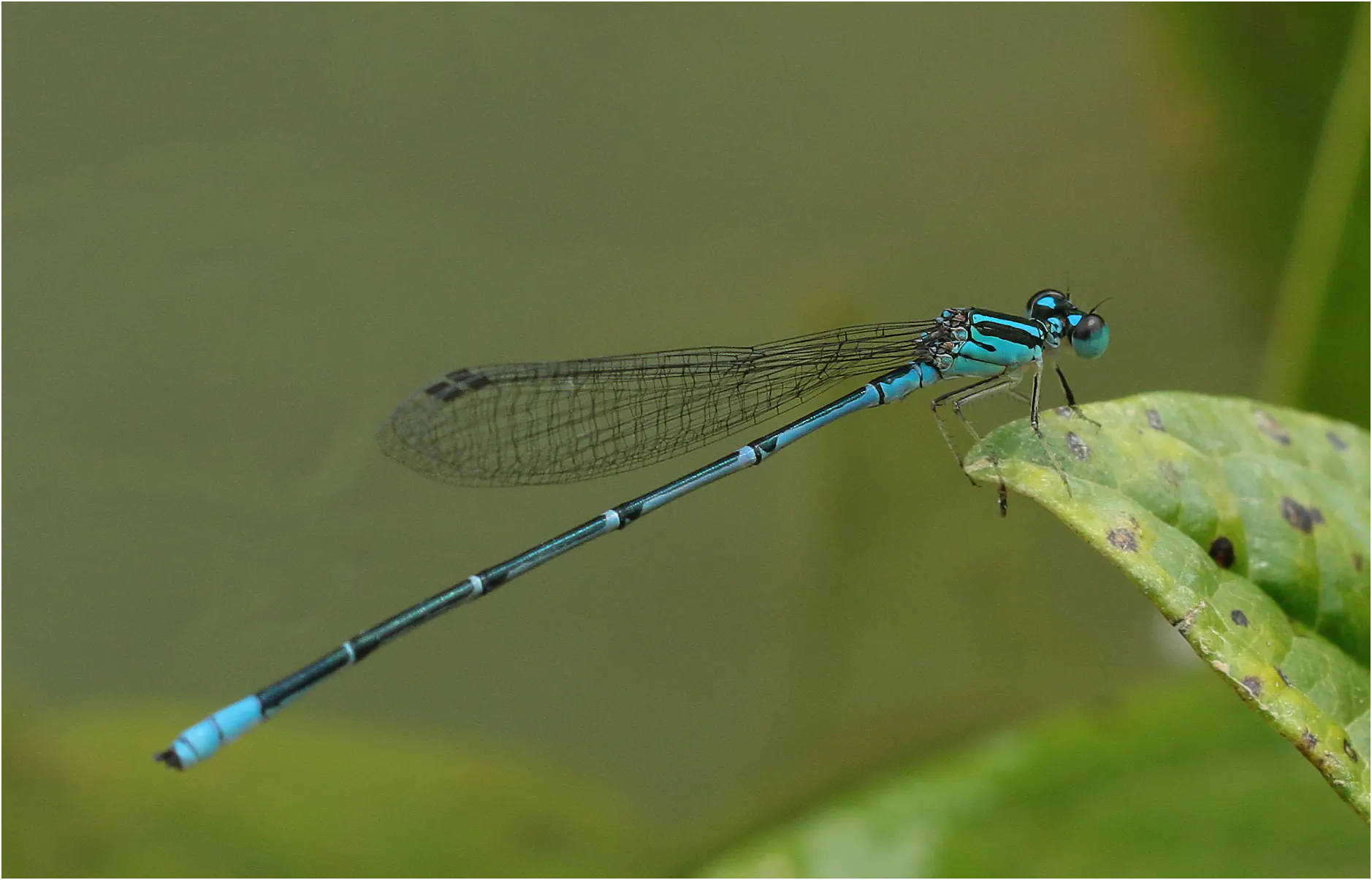 Paracercion ambiguum mâle, Vietnam, Huu Lien, 3 juin 2018