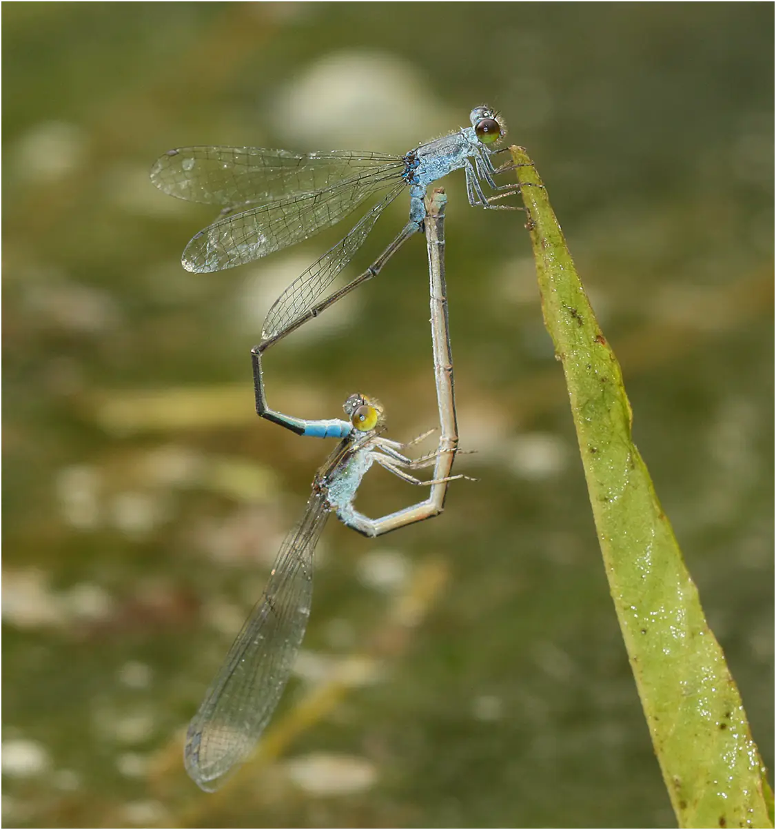 Paracercion calamorum, Vietnam, Cuc Phuong, 14 juin 2018.