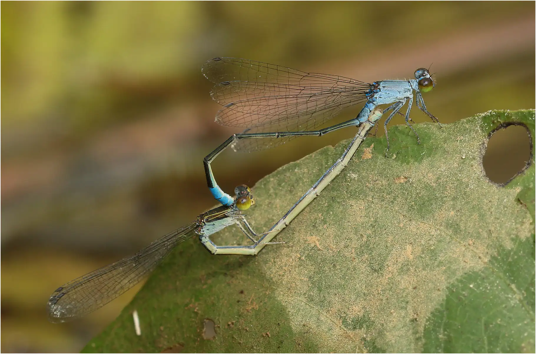 Paracercion calamorum, Vietnam, Cuc Phuong, 14 juin 2018.