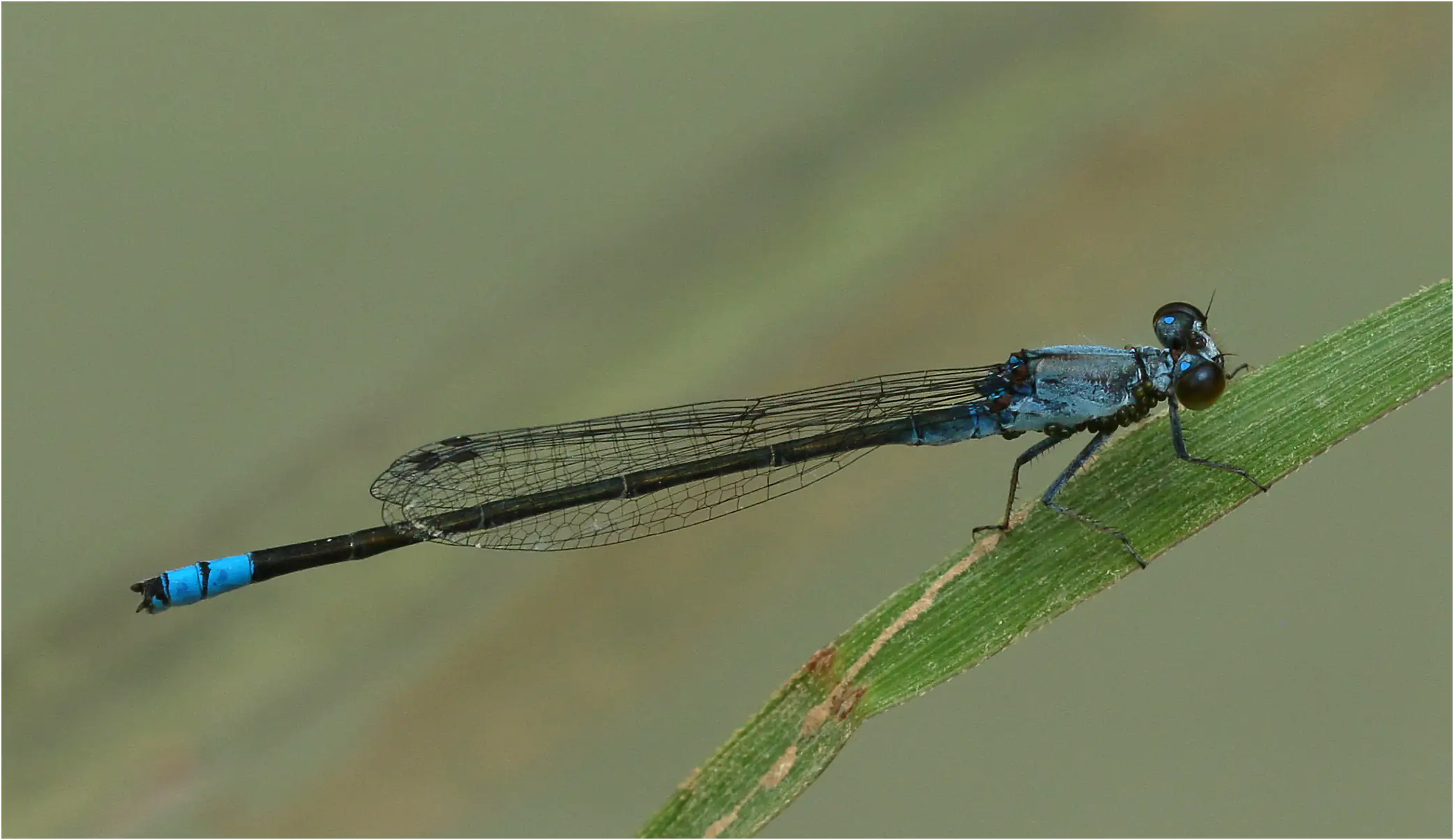 Paracercion calamorum mâles, Vietnam. Huu lien, 3 juin 2018
