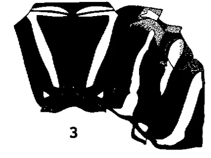 Paragomphus nigroviridis, Cammaerts, 1969
