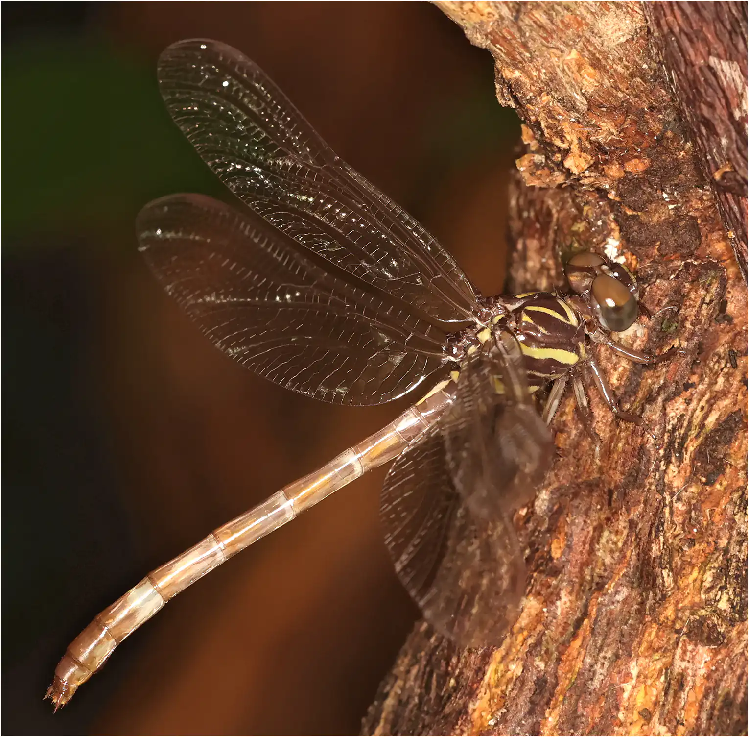 Black-and-Green Hooktail. female, Ghana, Ankasa Forest Reserve, 17/01/2026