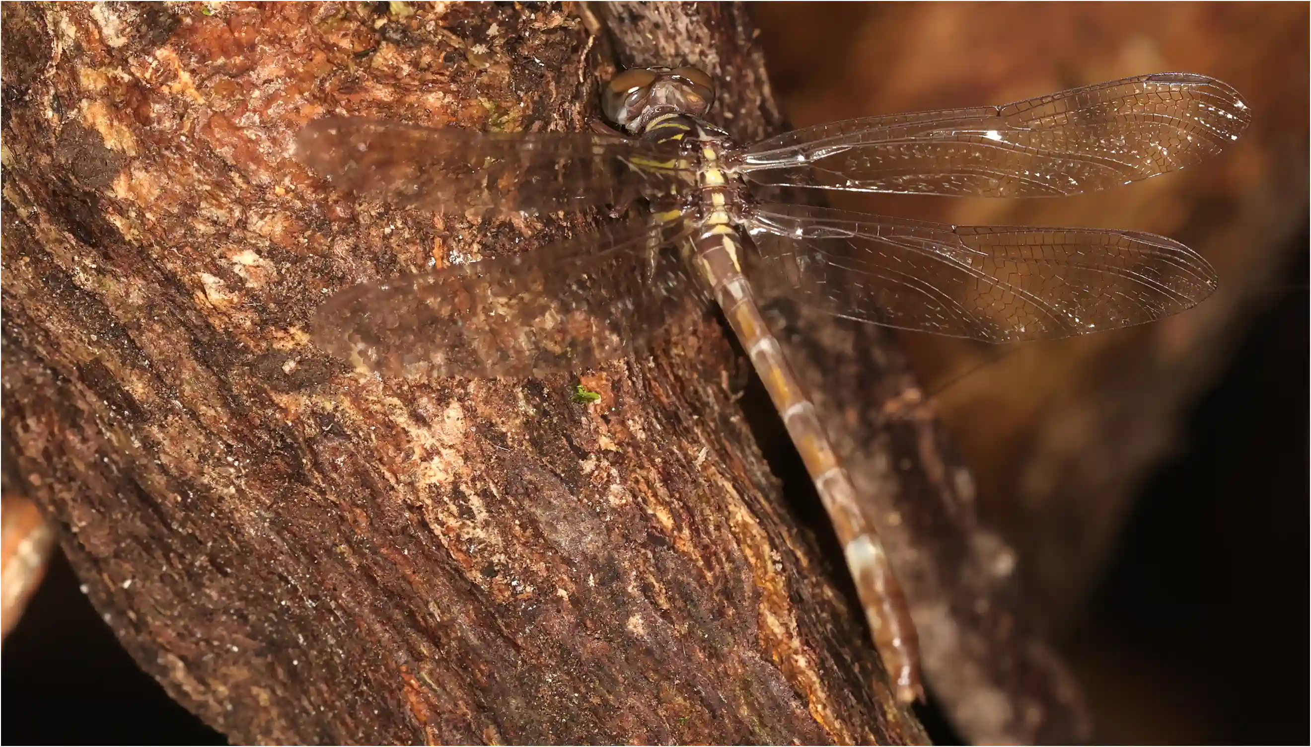 Paragomphus nigroviridis femelle, Ghana, Ankasa Forest Reserve, 17/01/2026