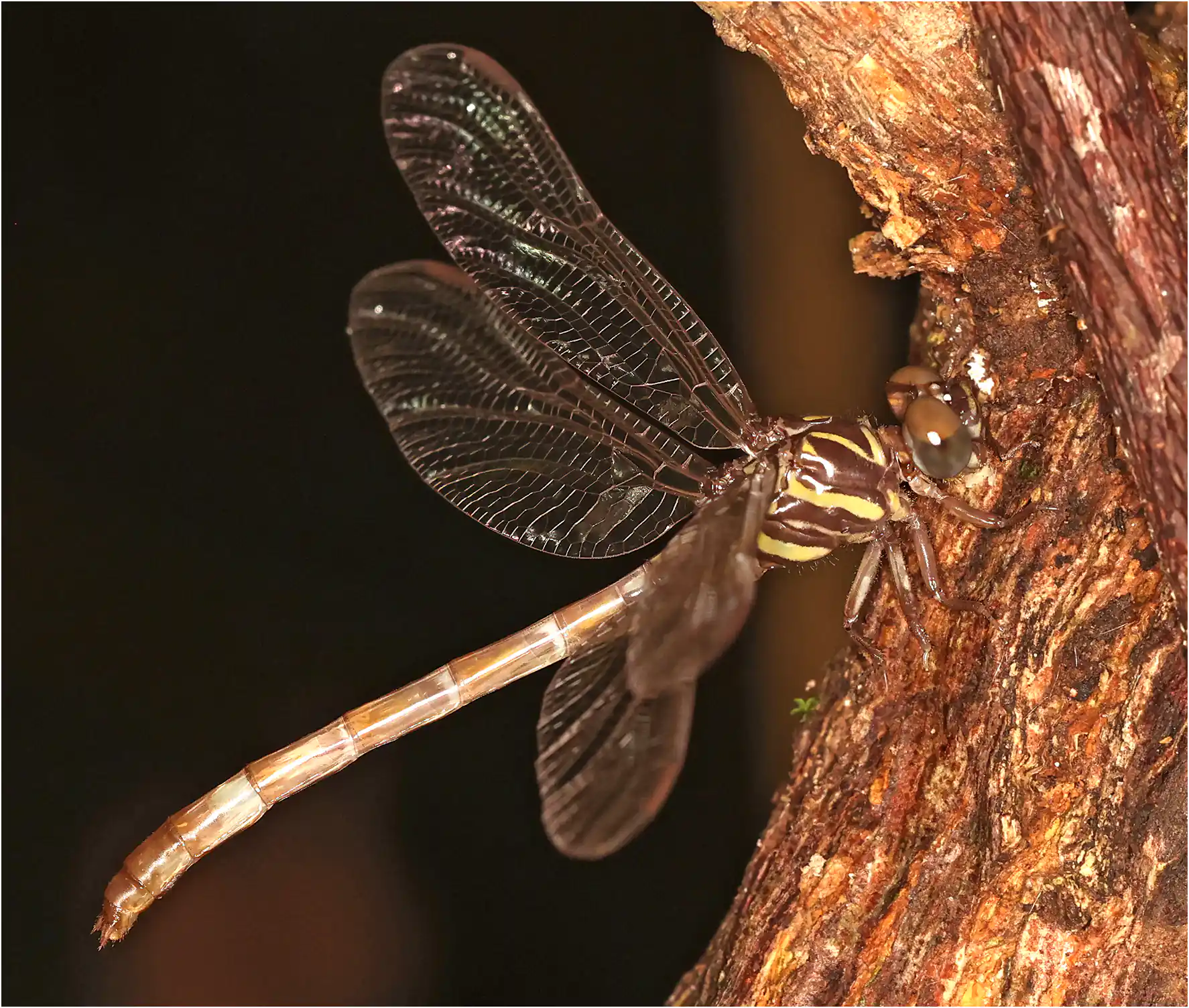 Paragomphus nigroviridis femelle, Ghana, Ankasa Forest Reserve, 17/01/2026