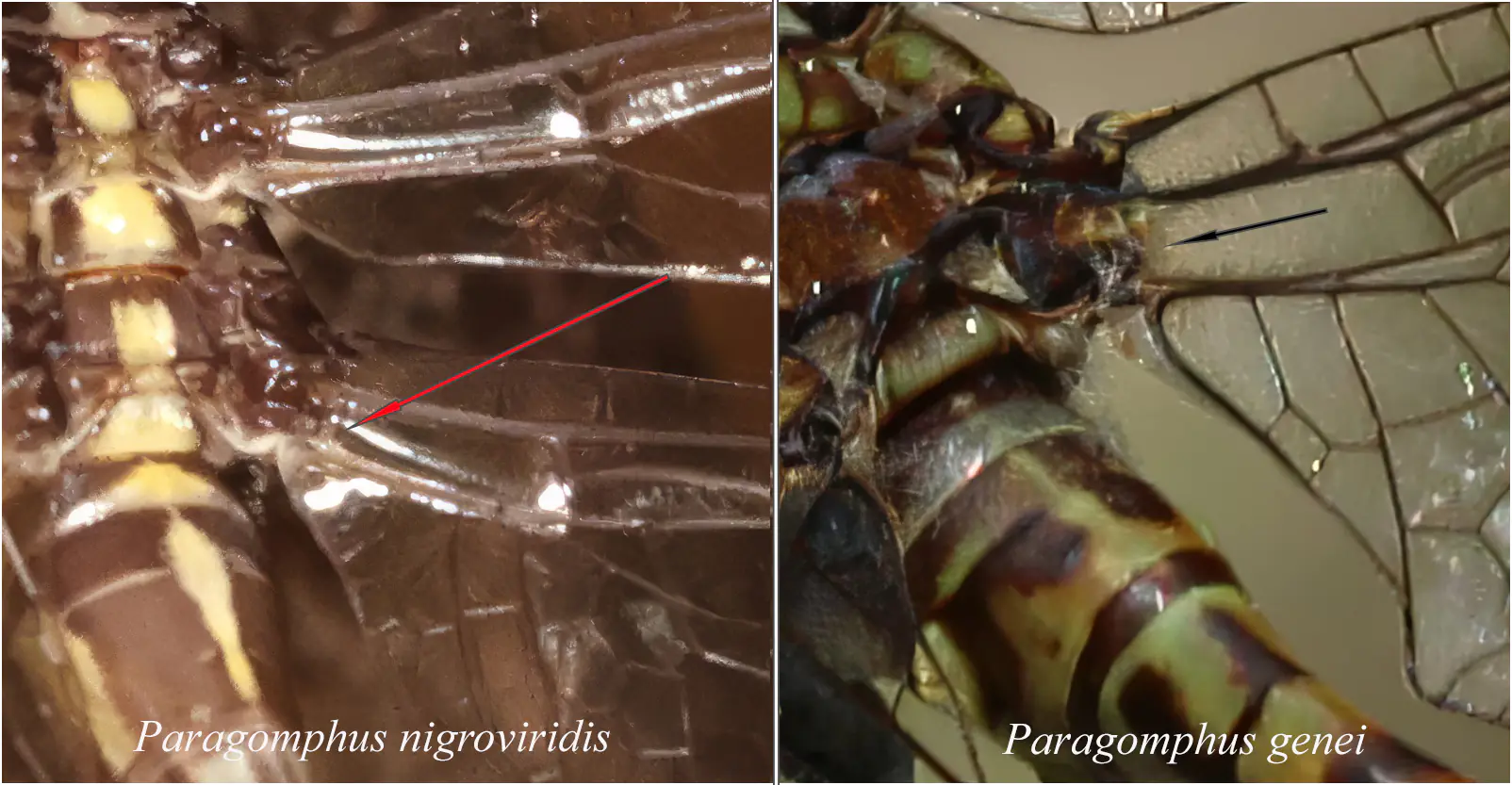 Paragomphus nigroviridis vs P. genei