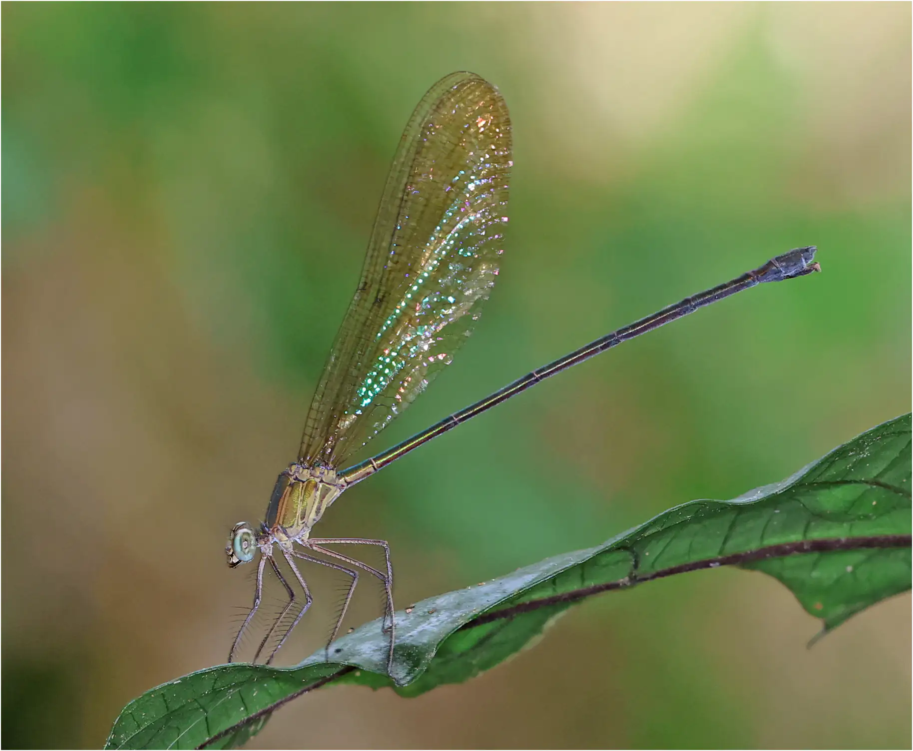 Glistening Demoiselle female, Ghana, Kakum N.P., 13/01/2026