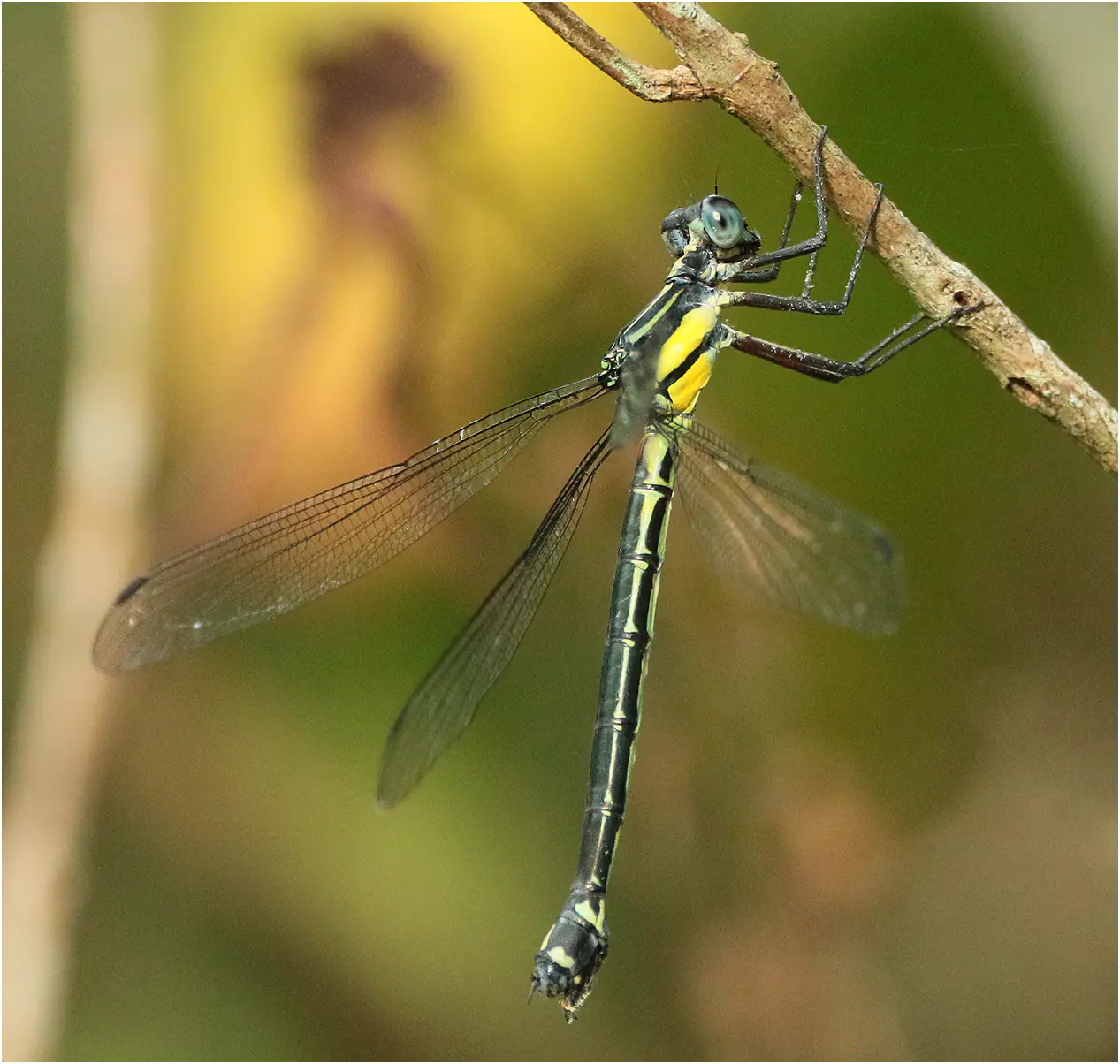 Philoganga vetusta femelle, Vietnam, Pia Oac, 5 juin 2018